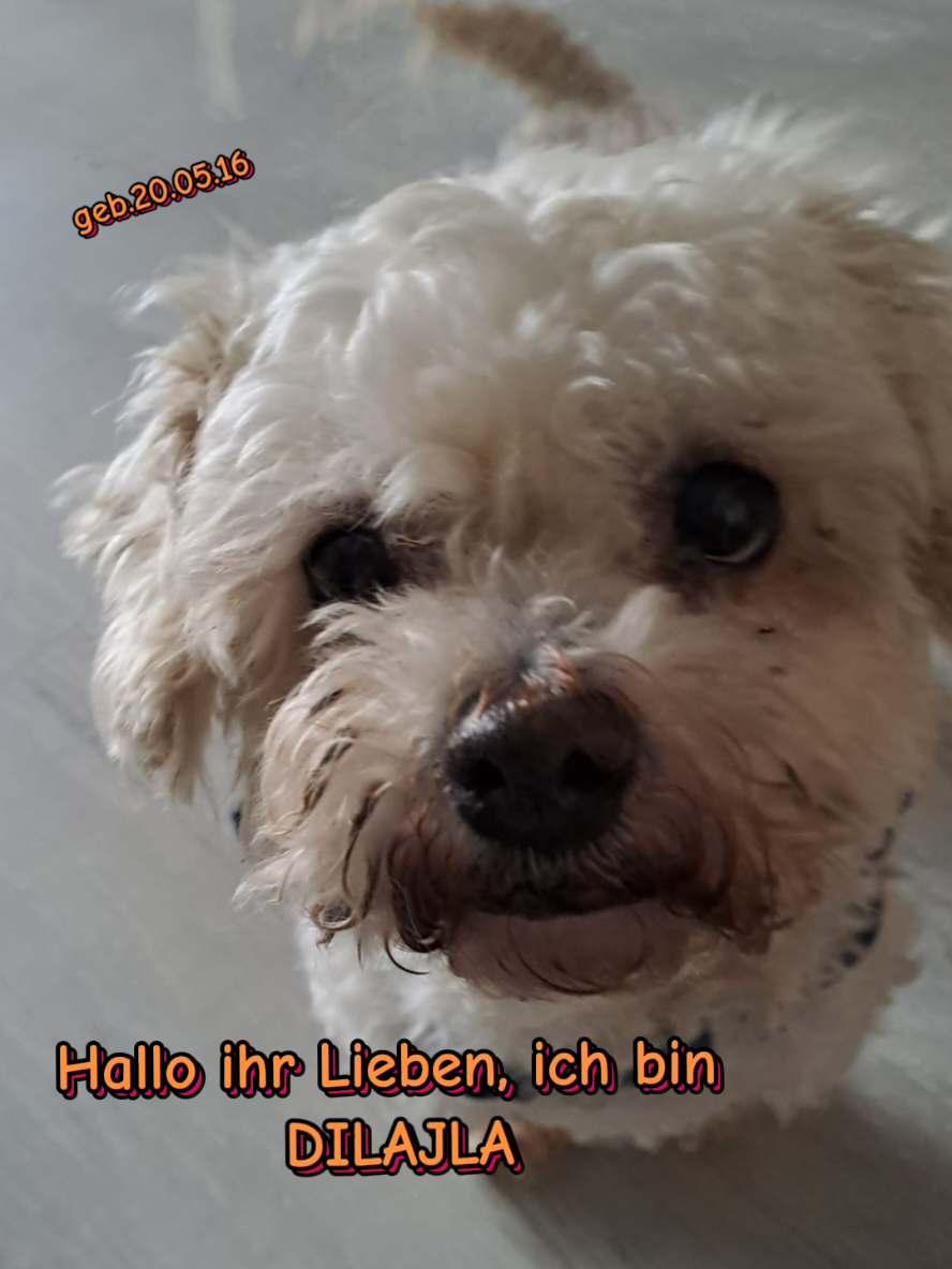 @Hundehilfe Bakony e.V.