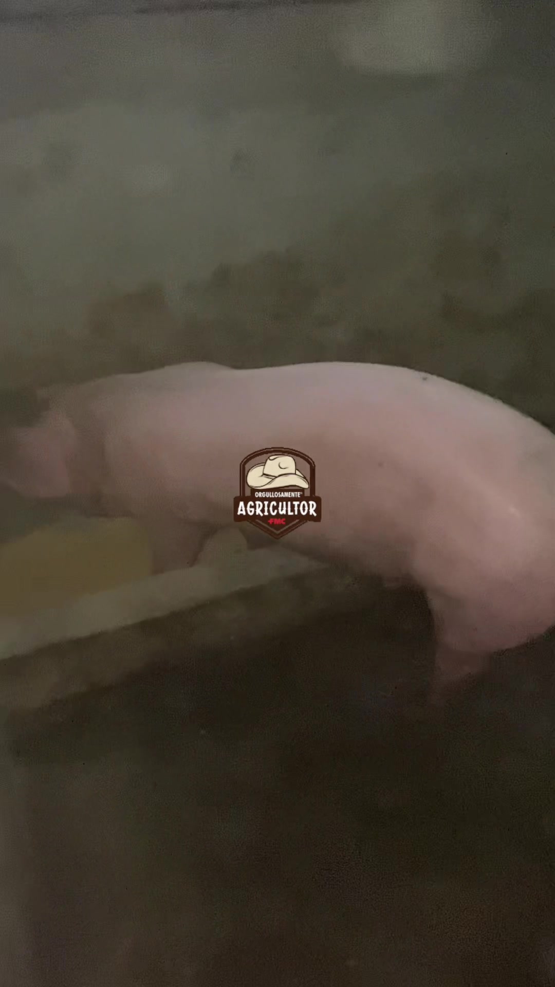 @🧑&zwj;🌾🤎🌱PAPA XEU🧑&zwj;🌾🤎🌱 C-4