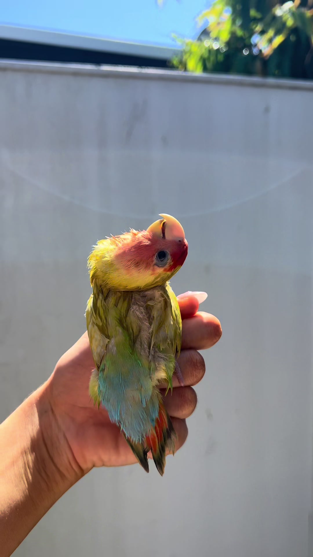 @JARVIS 🐥 the lovebird