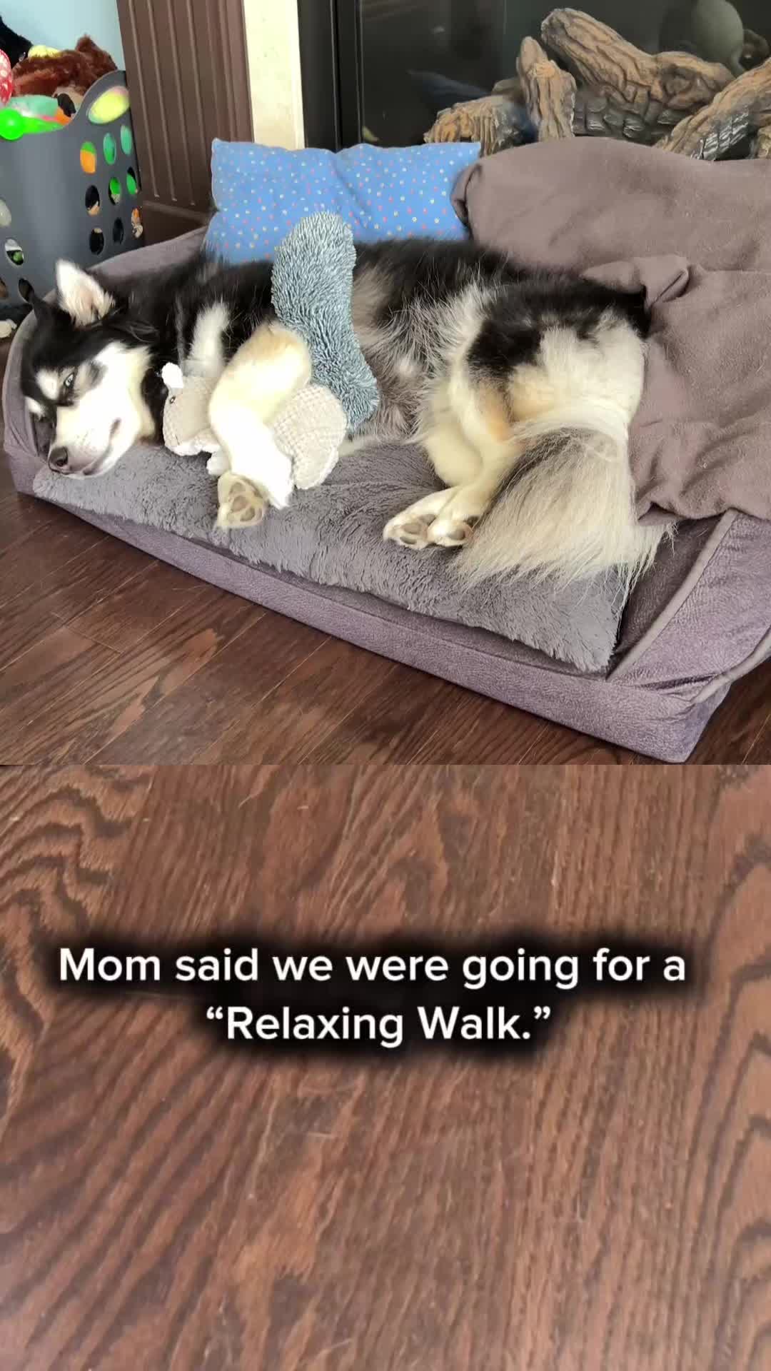 @Zeus the Pomsky🐾
