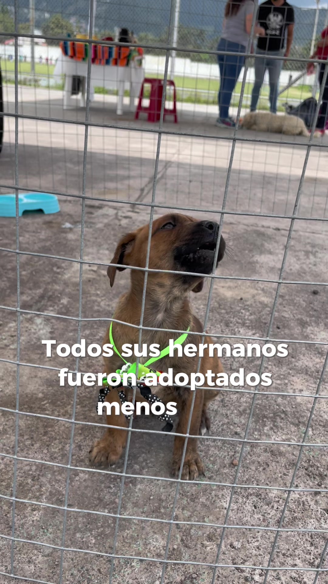 @amigosdelucas