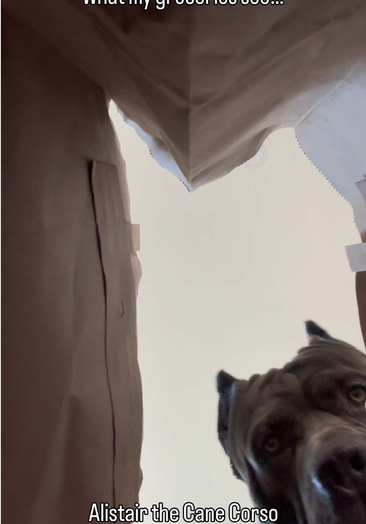 @Alistair the Cane Corso