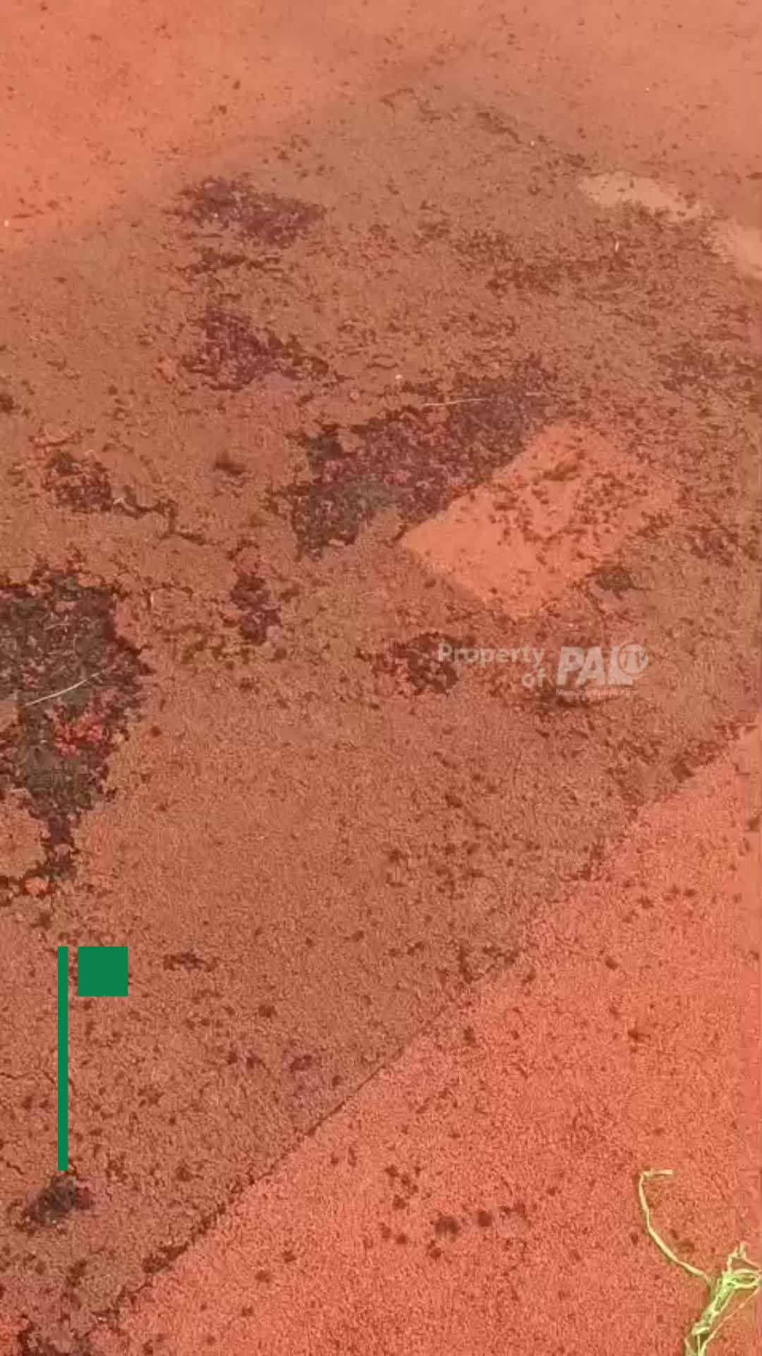 @Paltv-Memang Punyo Kito