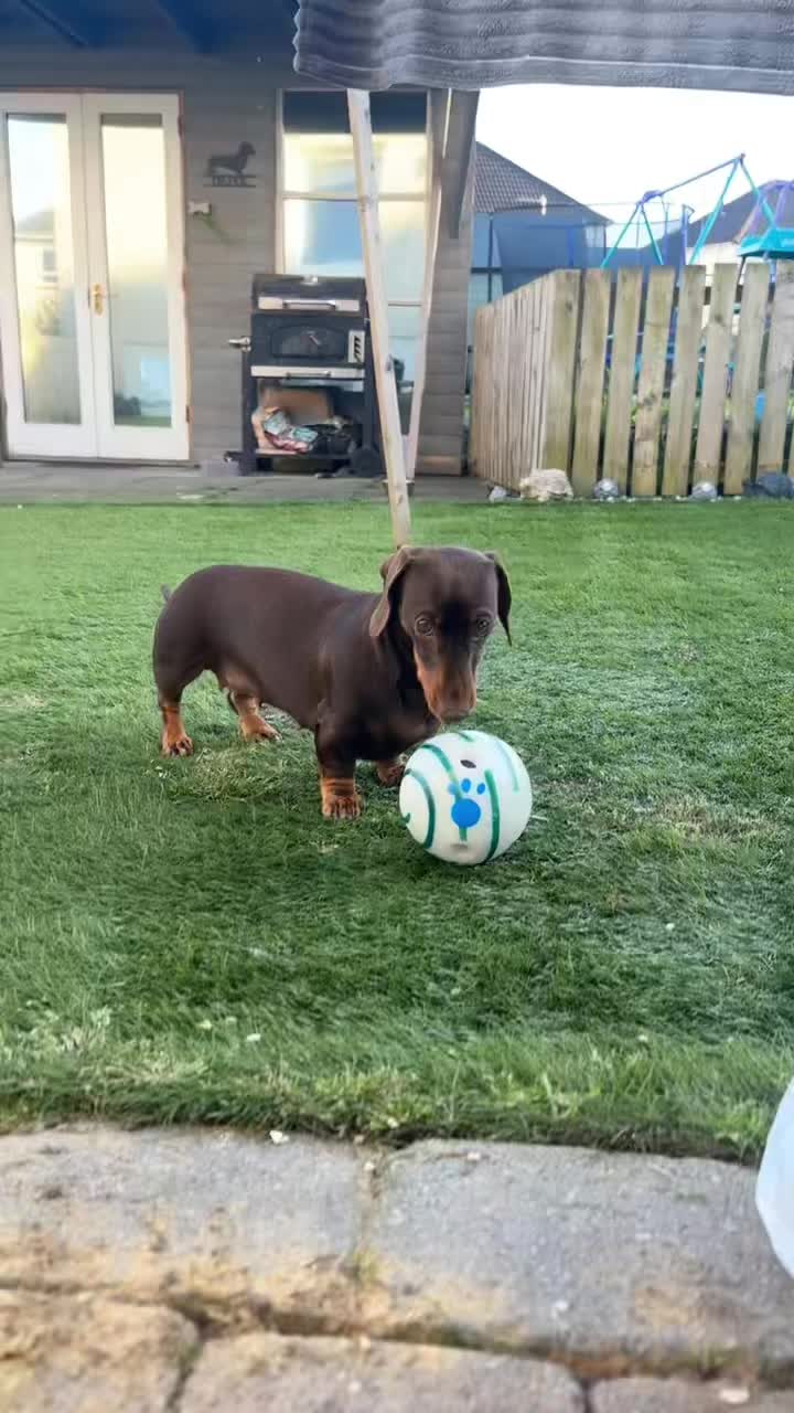@ciciolive_mini_weiners