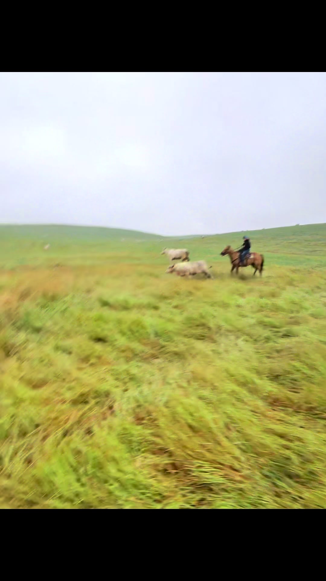 @Ducestockdogs&QuarterHorses