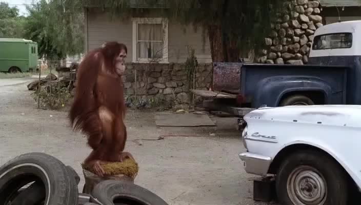 @gonzo.bigbird