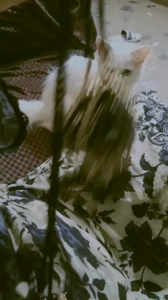 @hafsach216