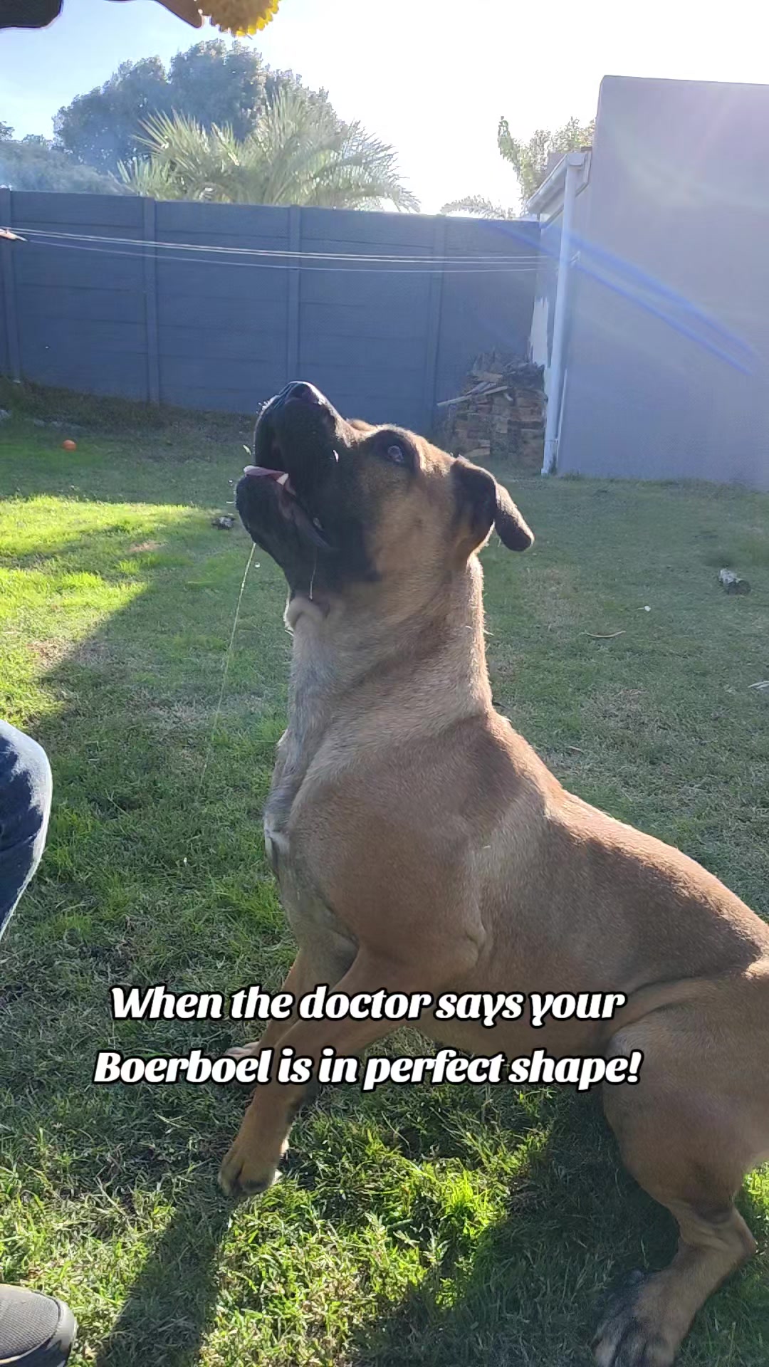 @Mishatheboerboel