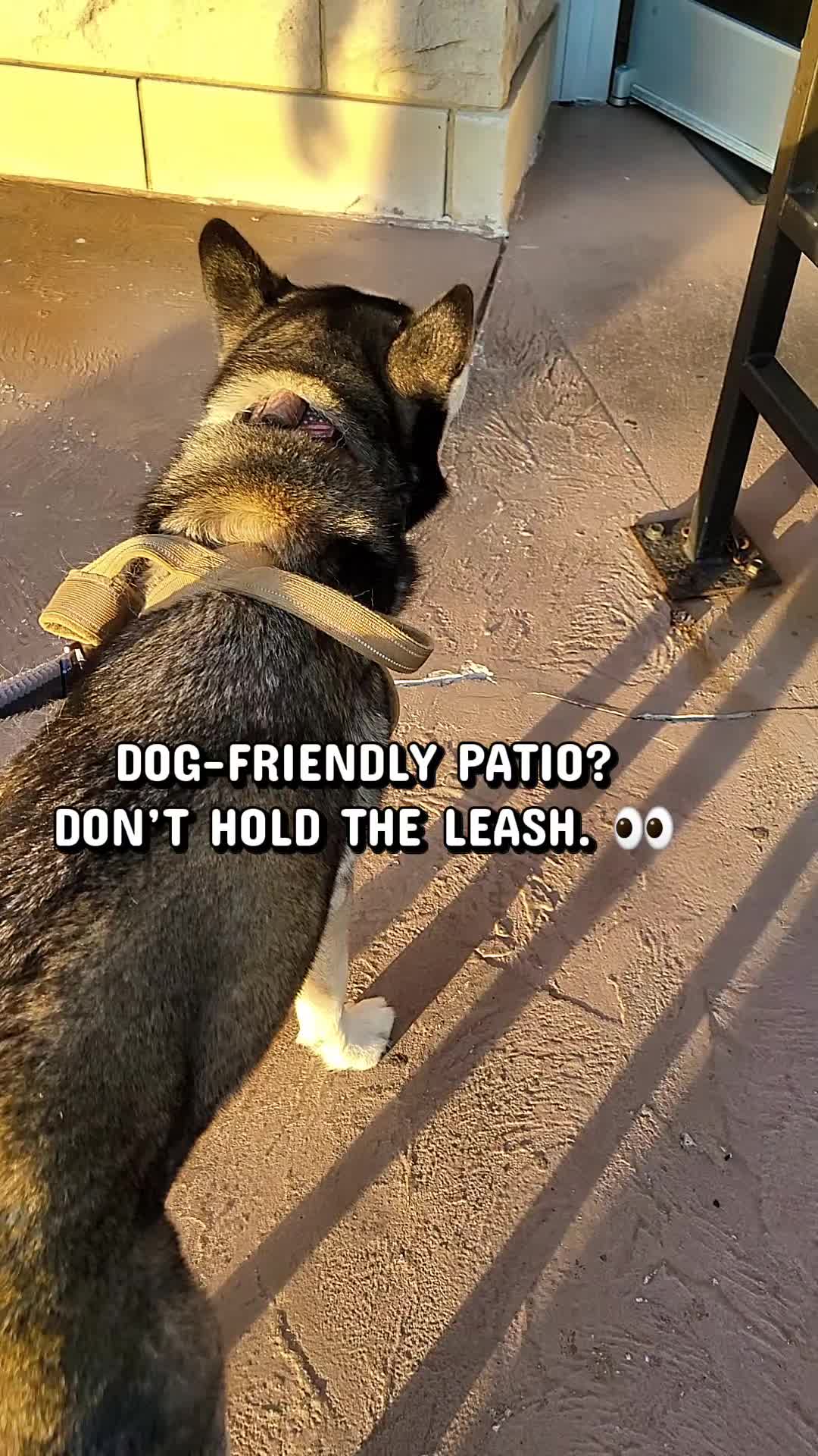 @the Hussey Husky