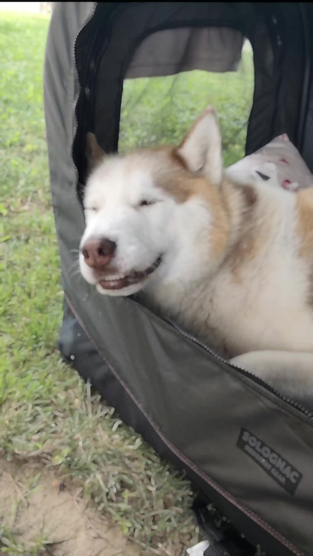 @Marianni and her husky dogs