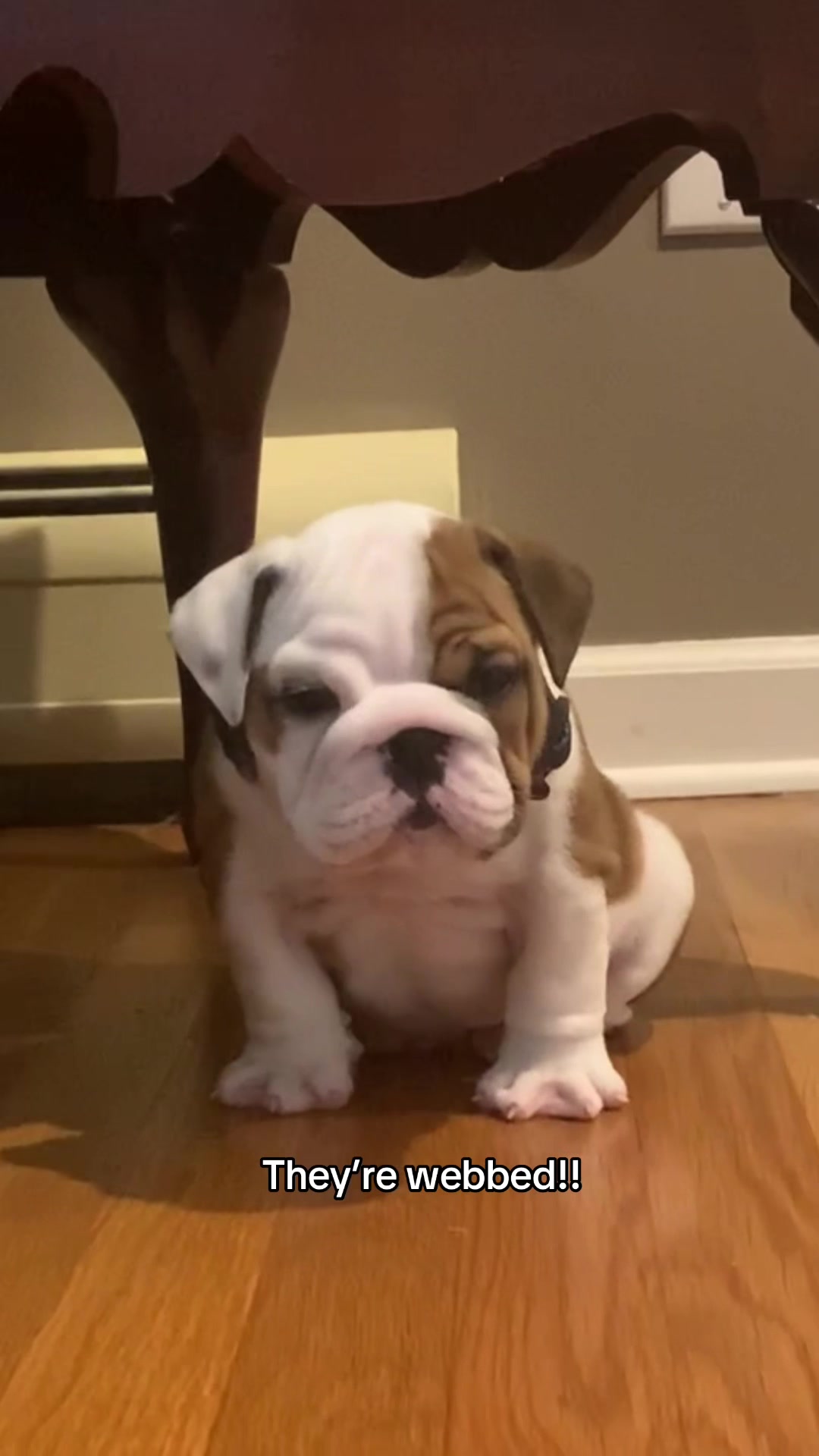 @Stubby The Bulldog