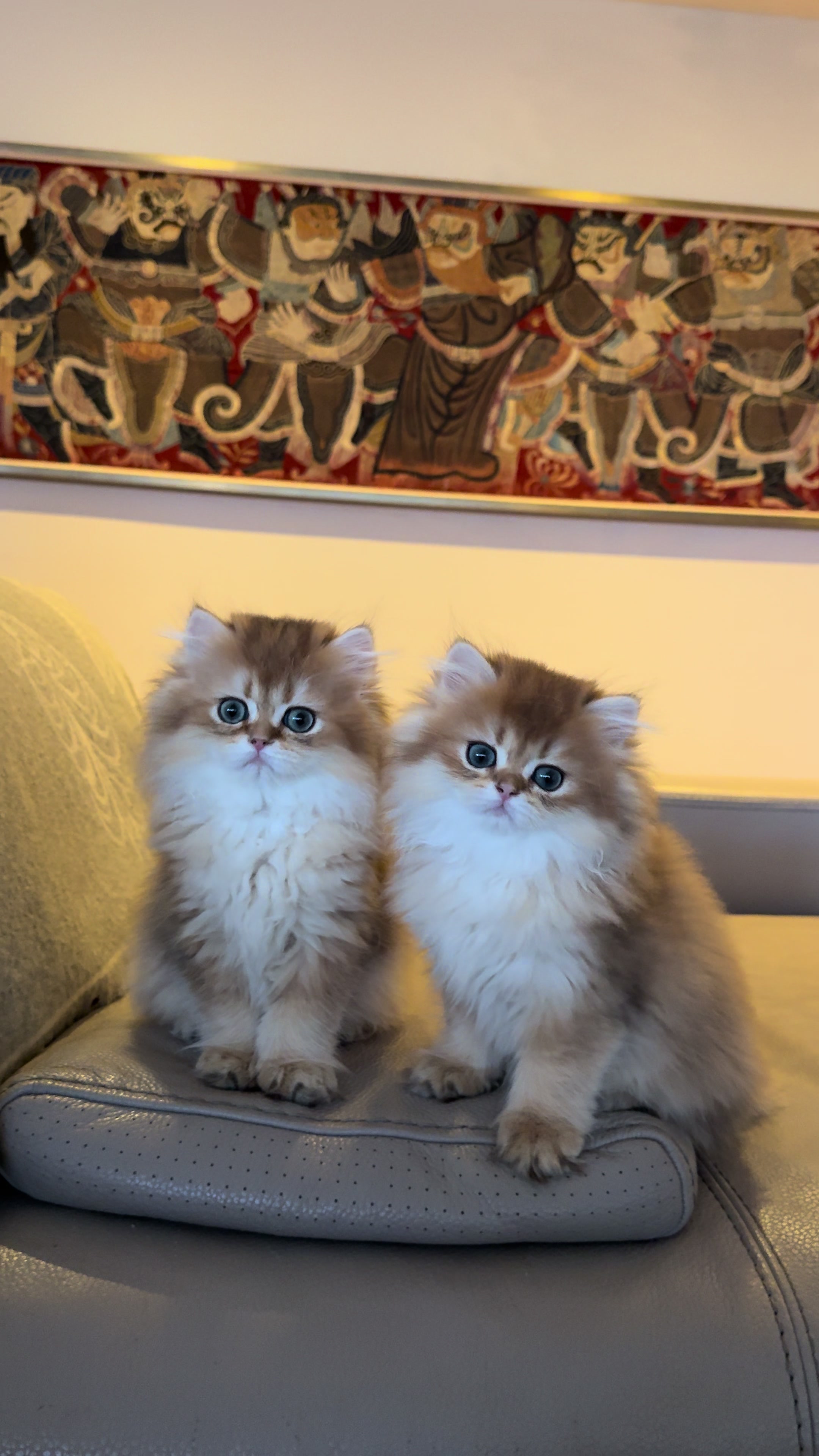 @Cattery vom Z&uuml;richberg