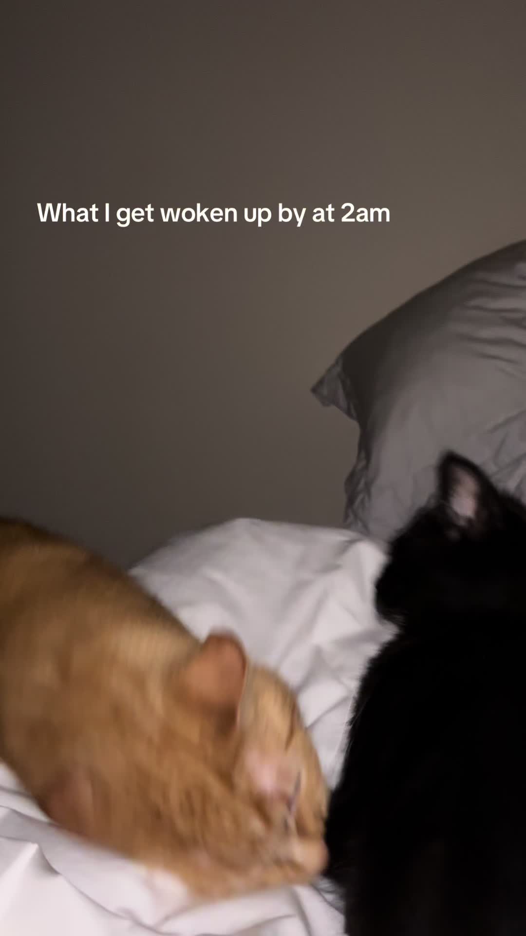 @whatthejim