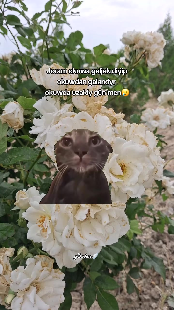 @𝓰ö𝓿𝓱𝓮𝓻🪽