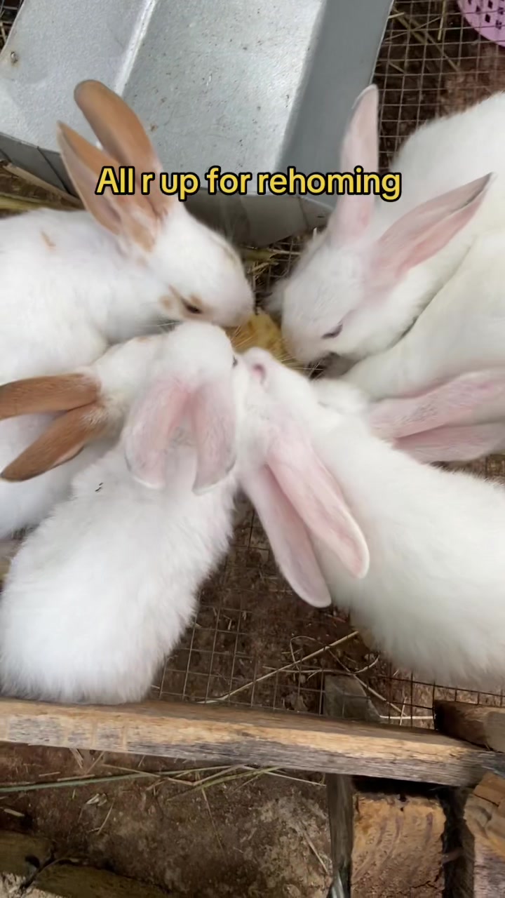 @HappyHoppersRabbitry