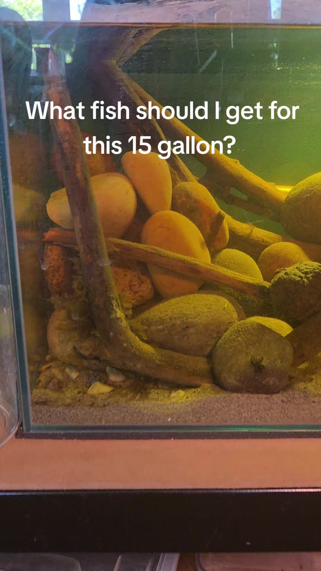 @ella aquatics