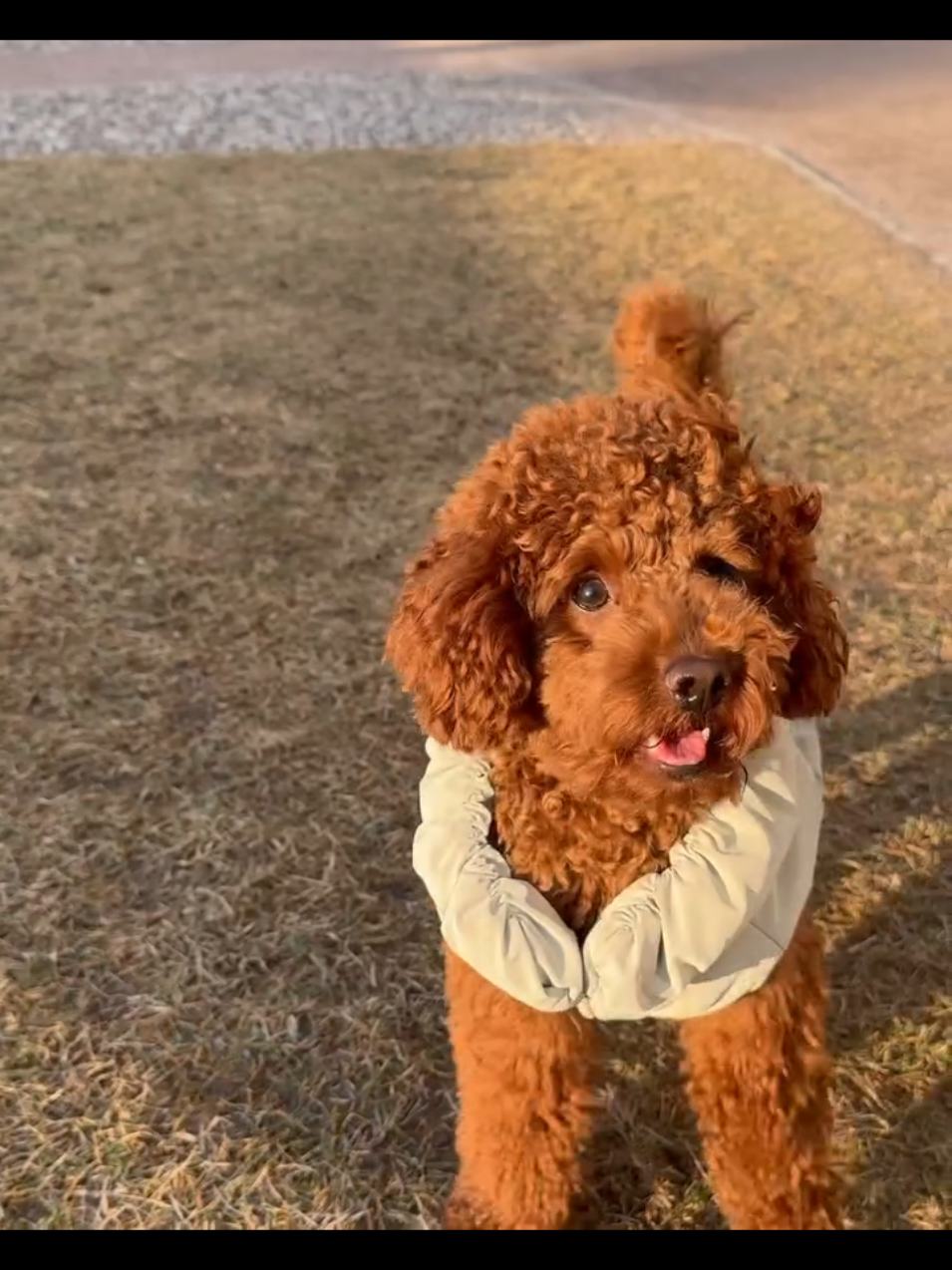 @Наталья Пудель 🐩