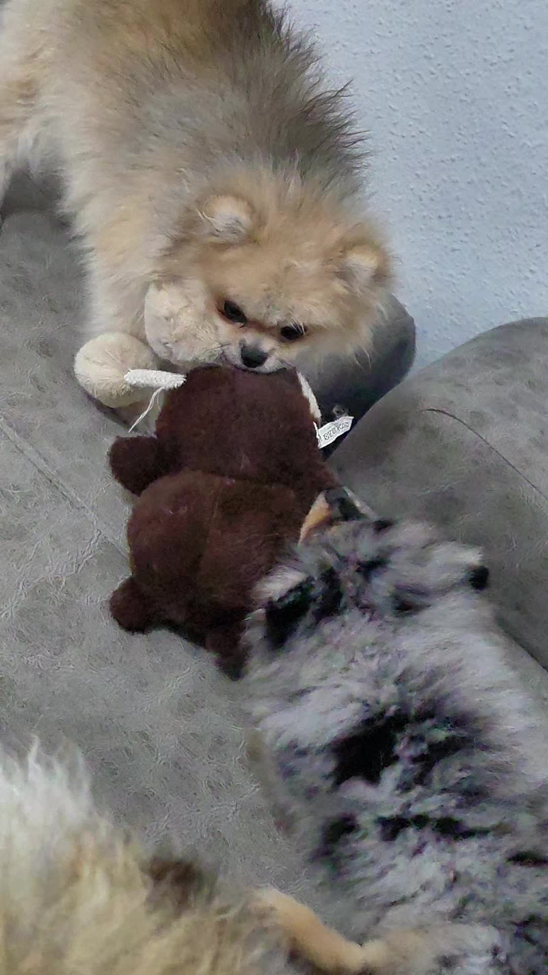 @baloo.the.pom