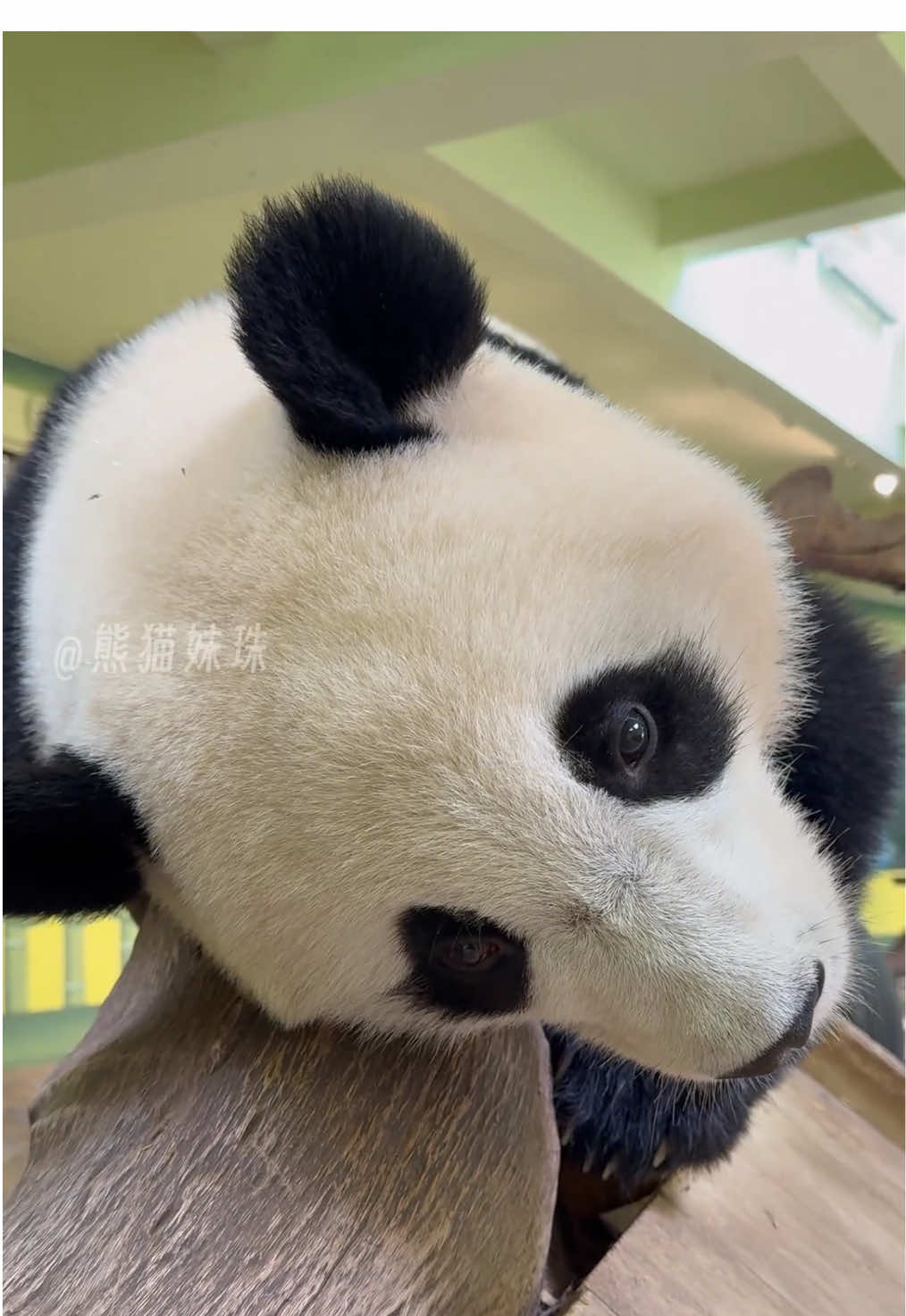 @熊猫妹珠🐼