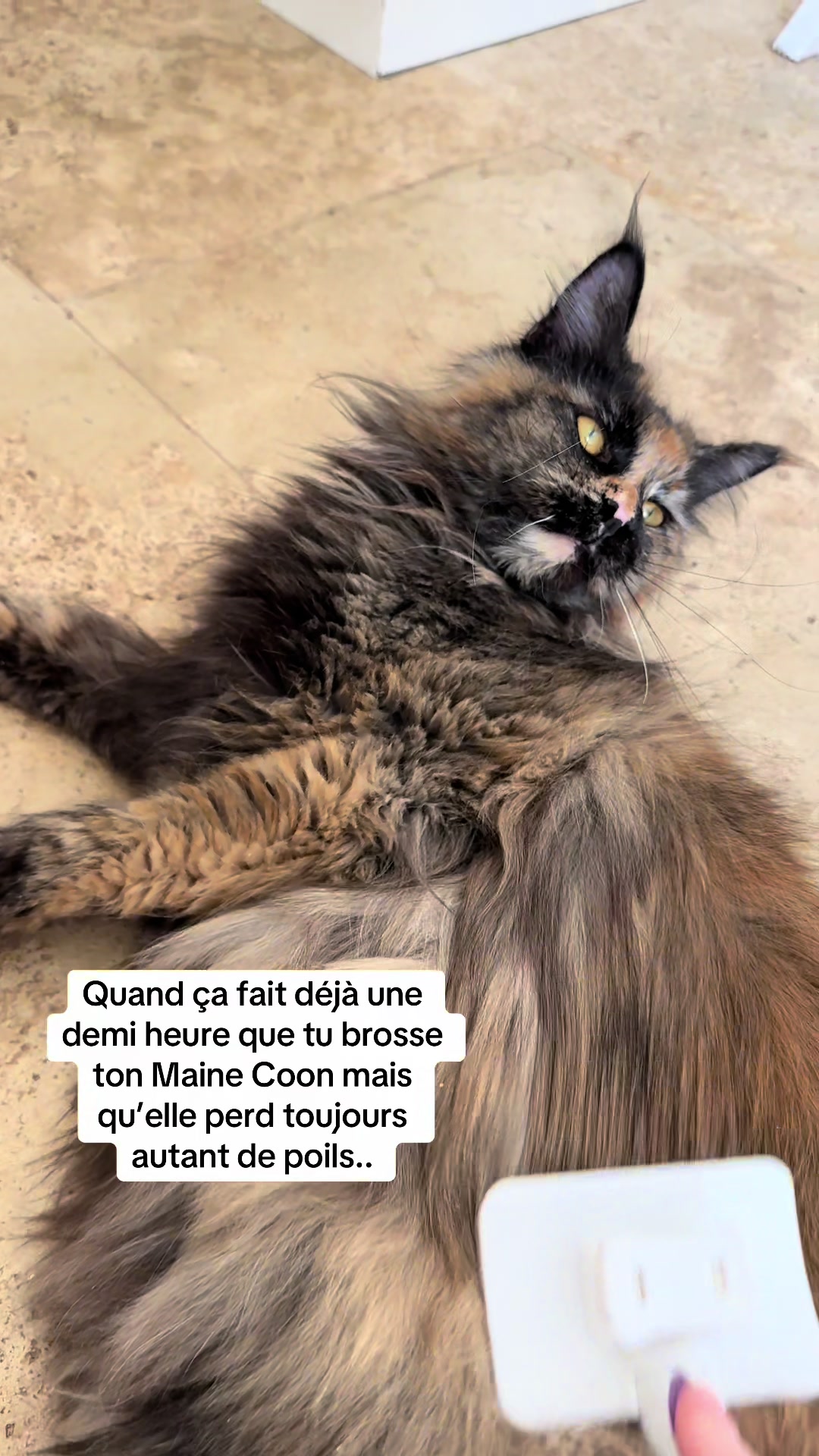 @•Emmanuelle. Éleveuse pro'•