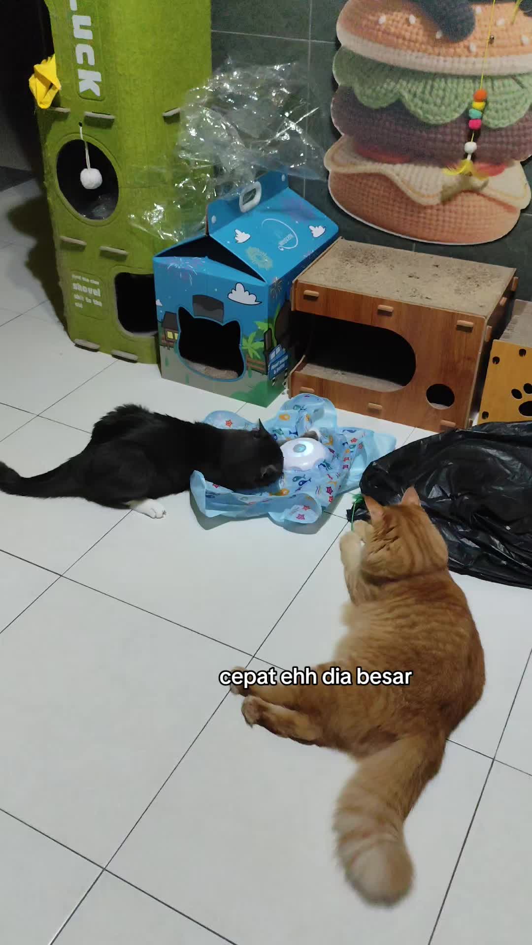 @Omma Kucing 🇲🇾🍉