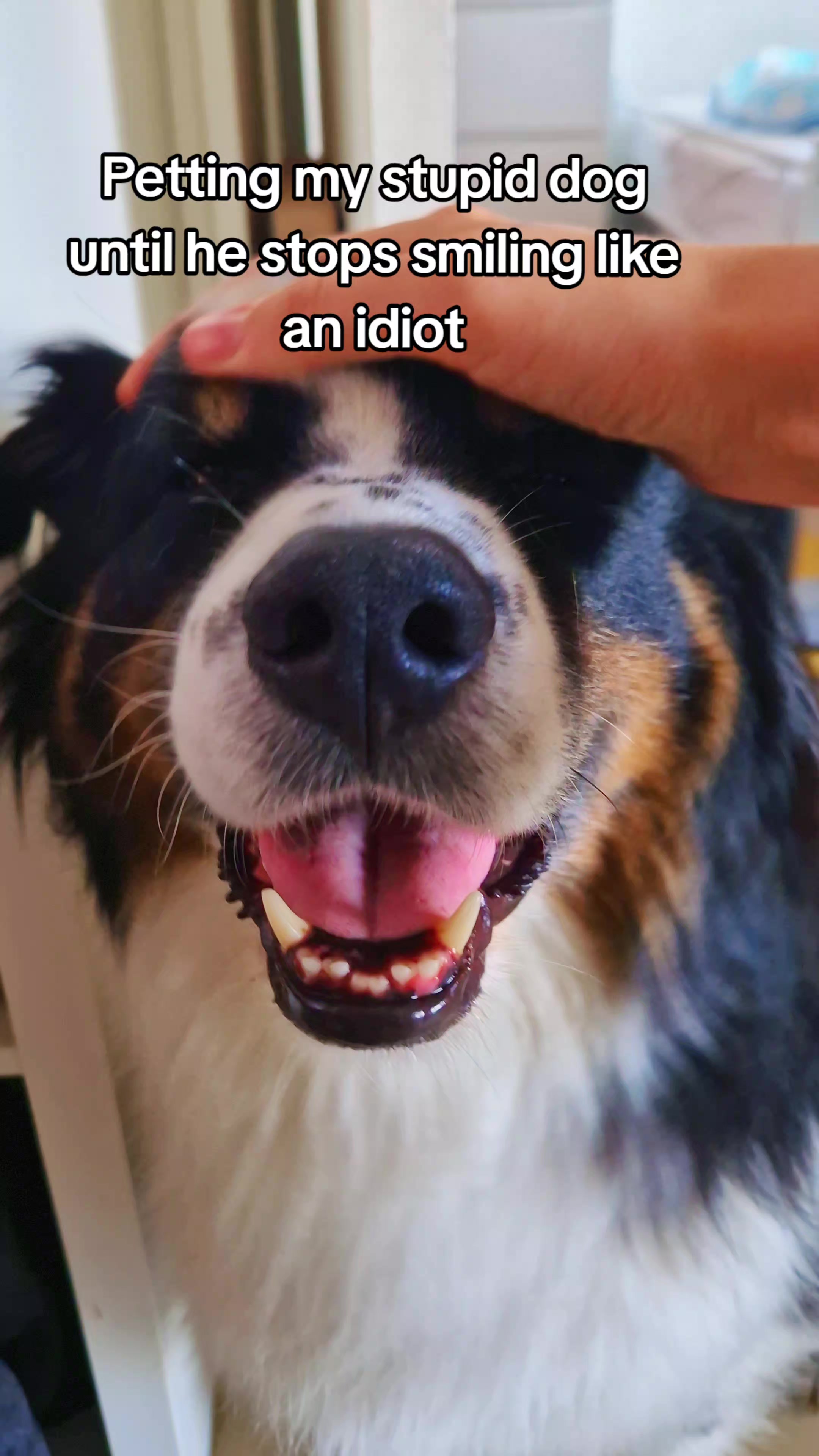 @Lofi the Aussie