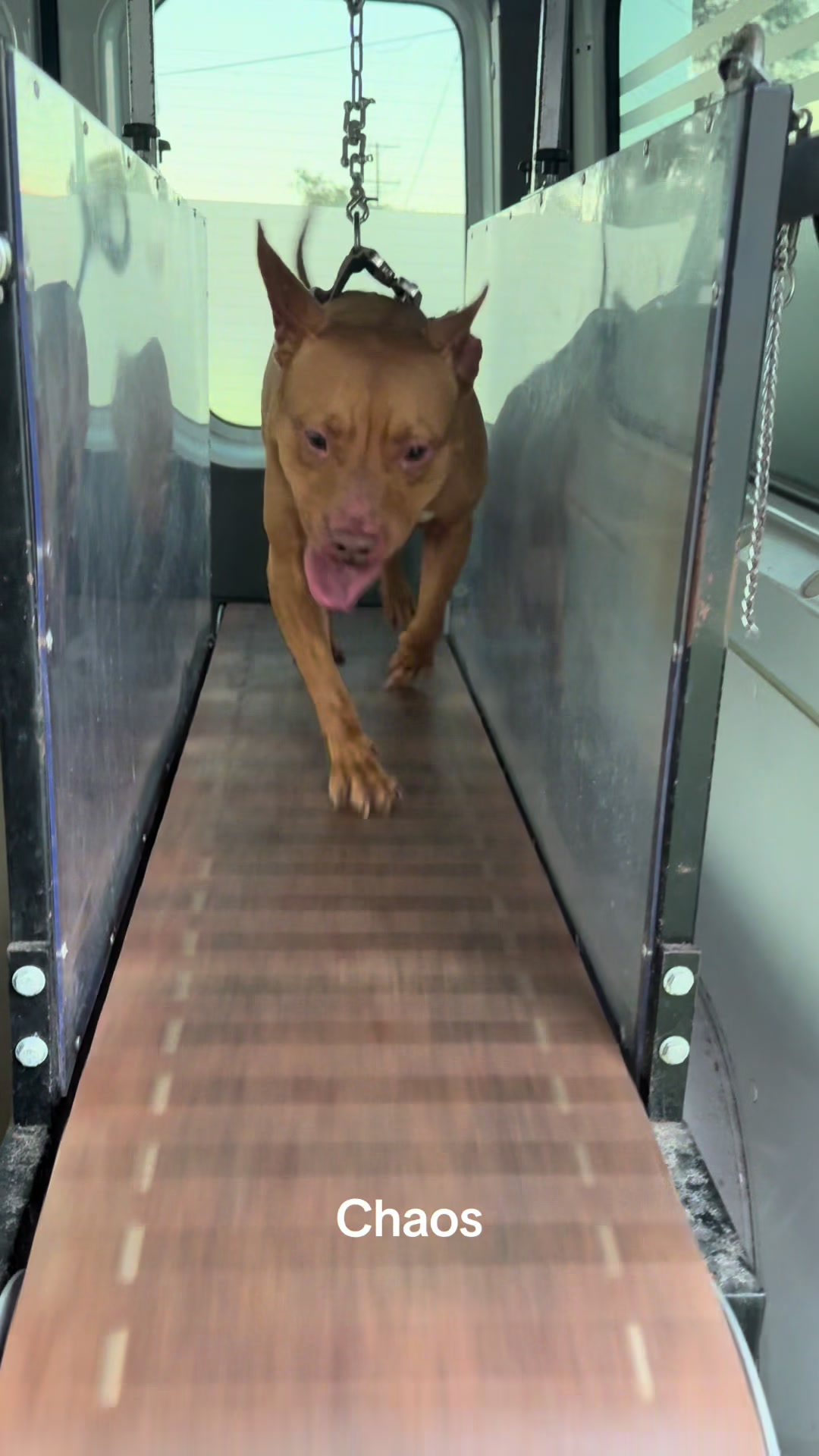 @Canine Conditioning
