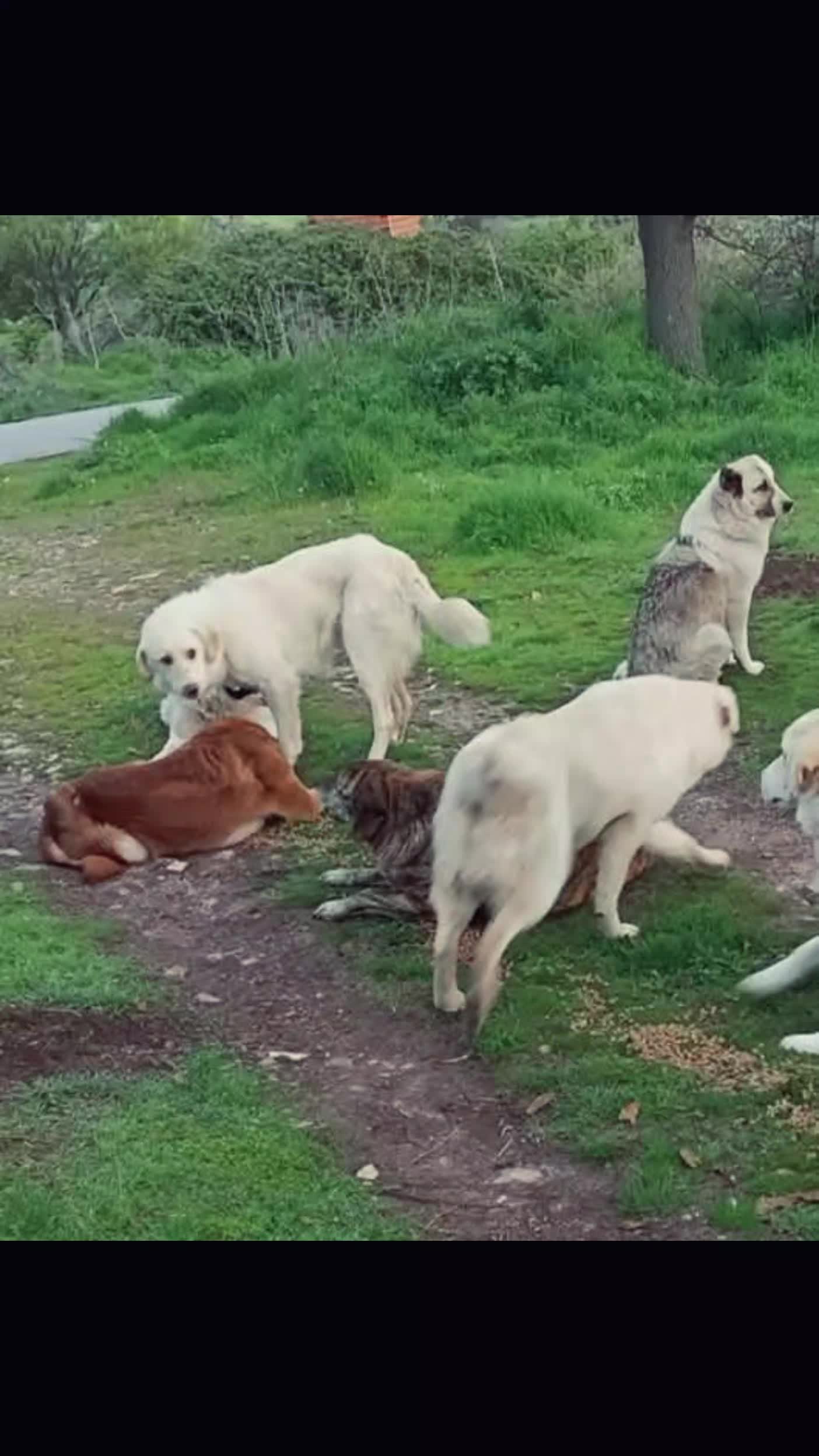 @Greek Animal Rescue