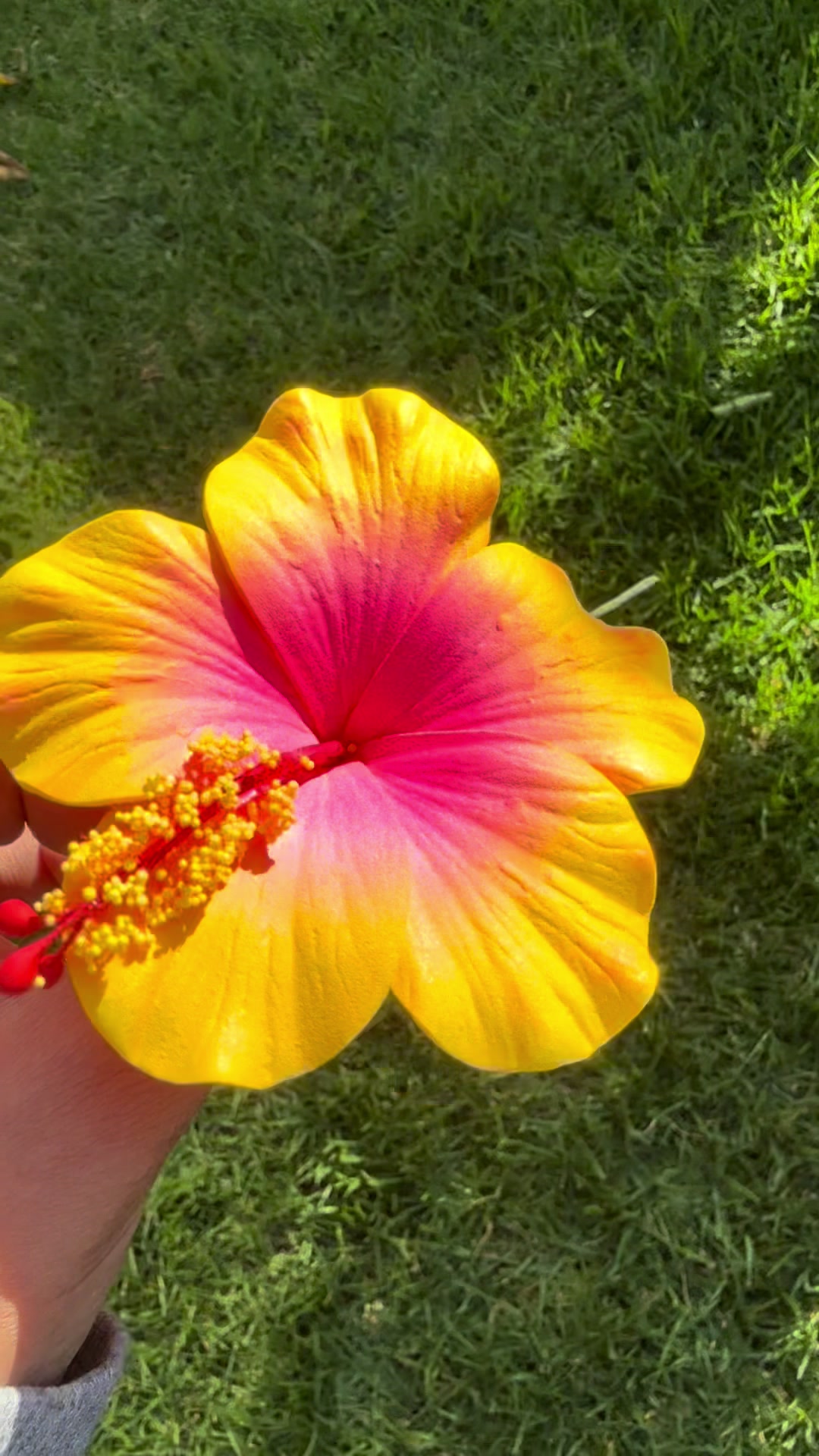 @Island Aesthetica 🌺 Pasifika