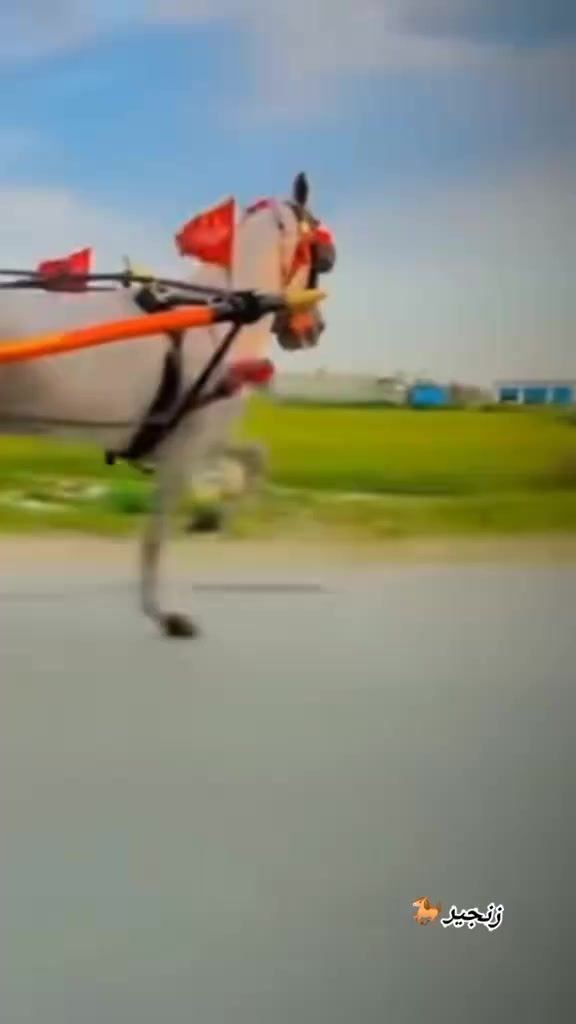 @🐴 گھوڑا شوق 🐴