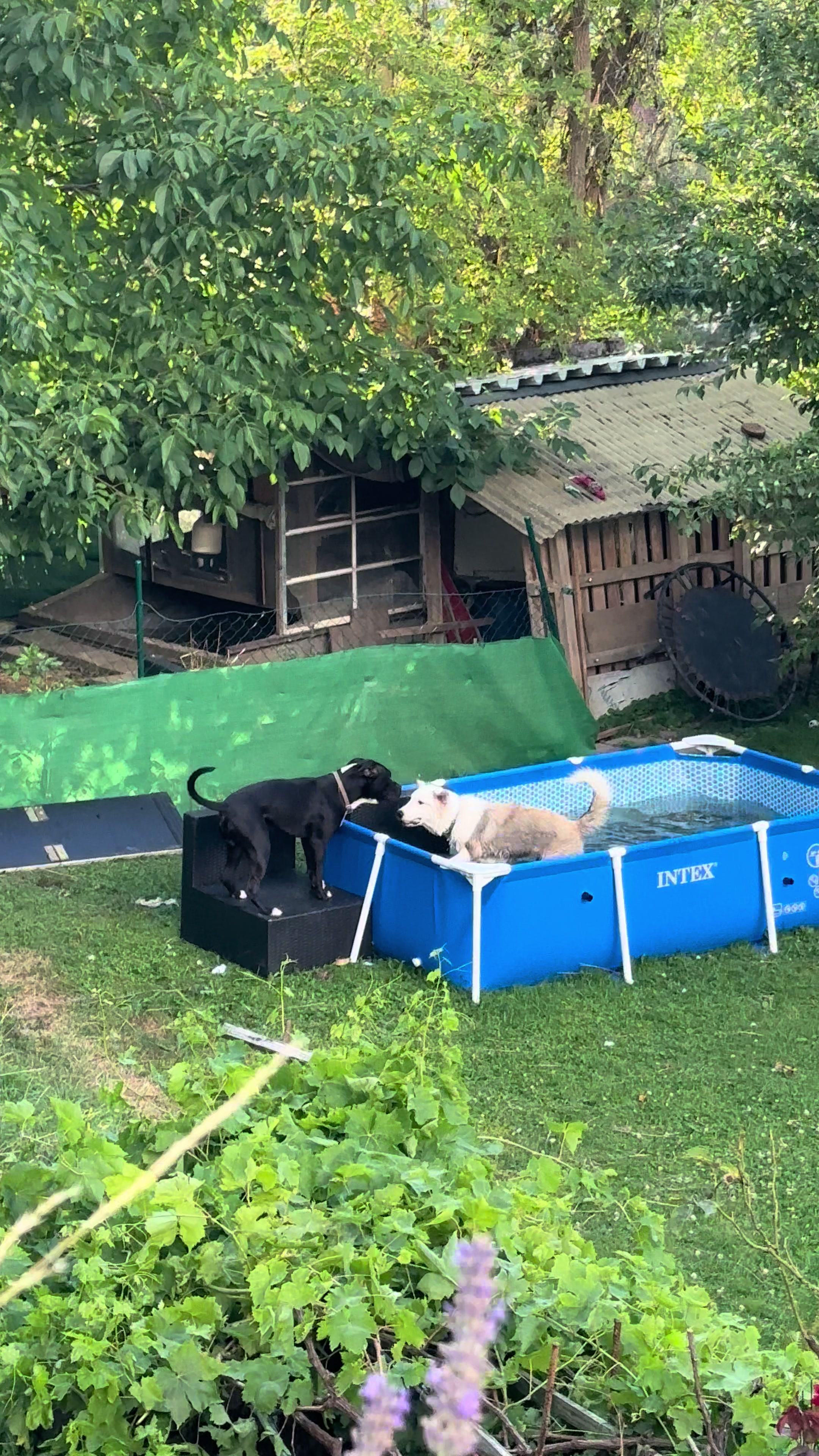 @Amstaff Tyson & Tayna &hearts;️