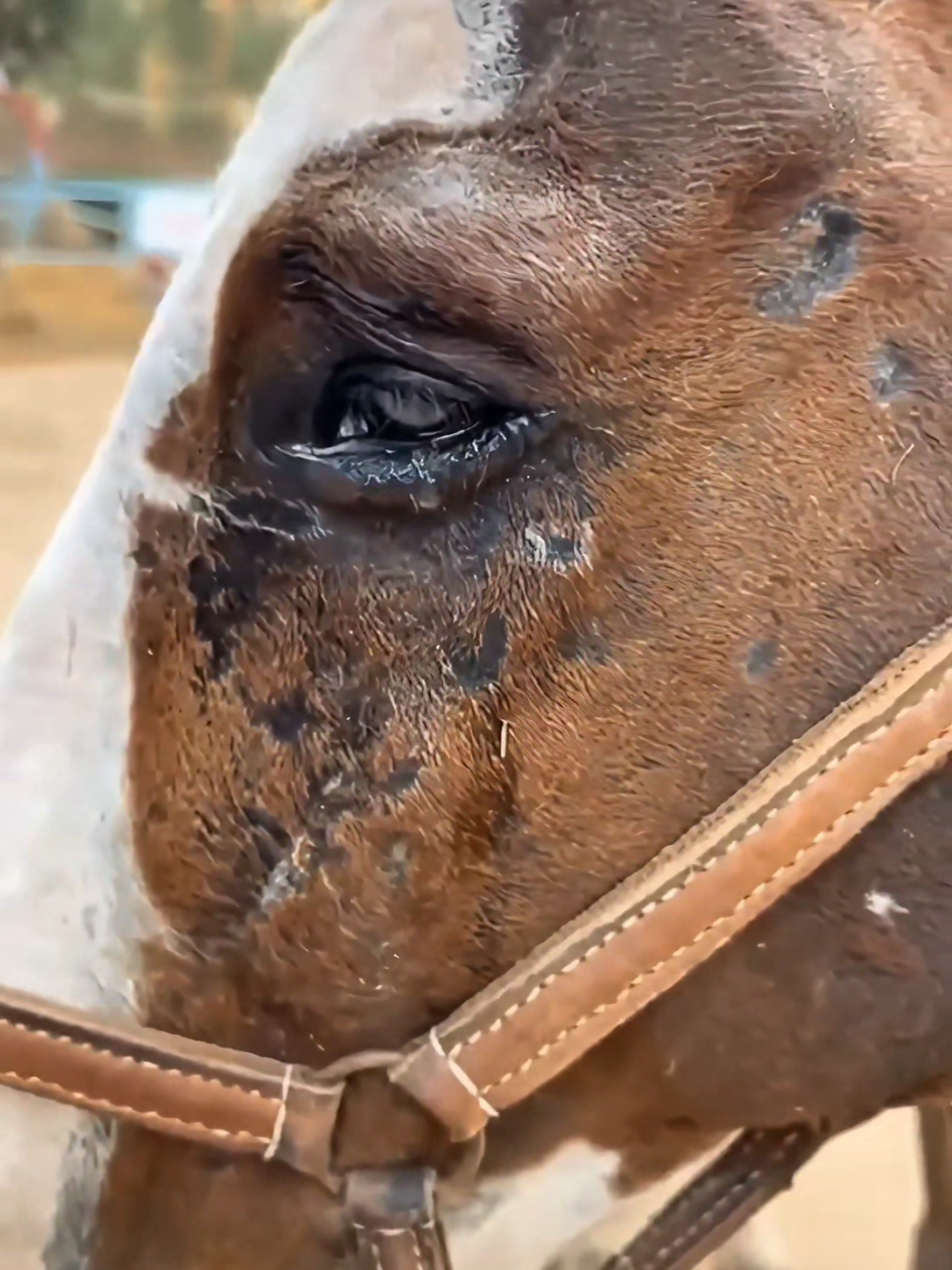 @American Farrier 🇺🇸🇺🇲