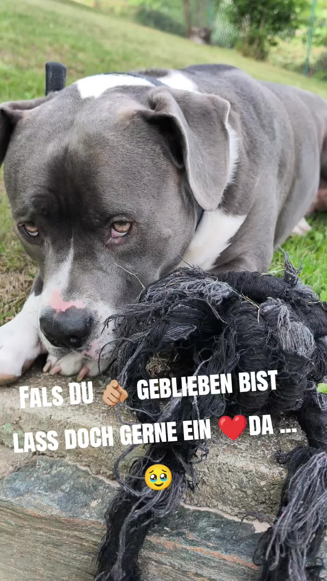 @Kampfschmusser_Nero🖤