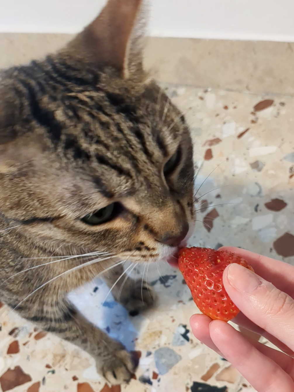@Lello The Cat