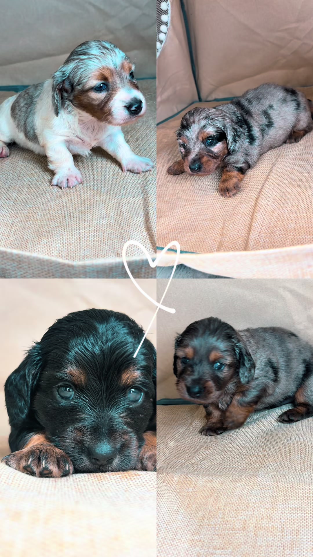 @DynastyKennels