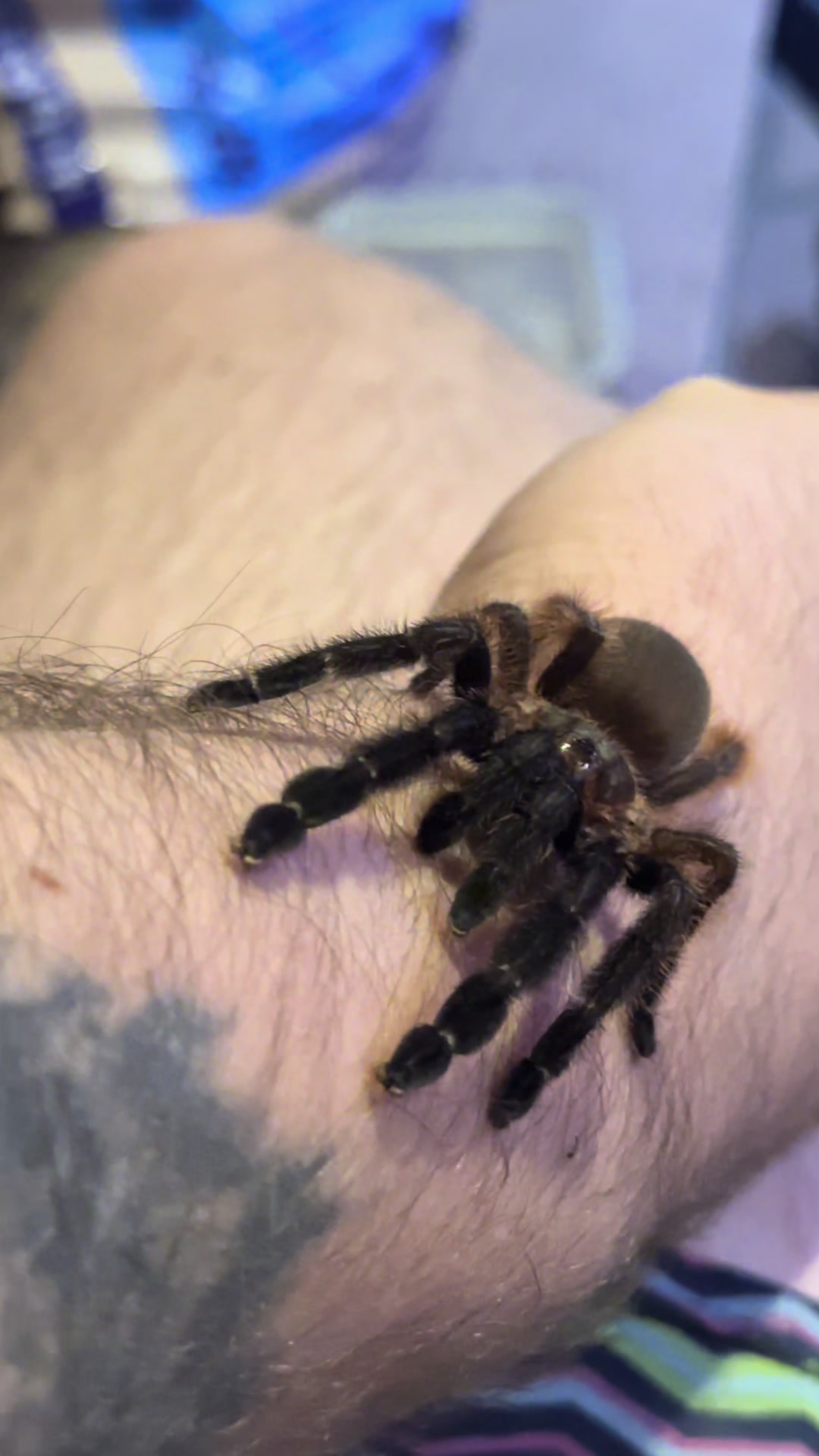 @The Spider Caravan