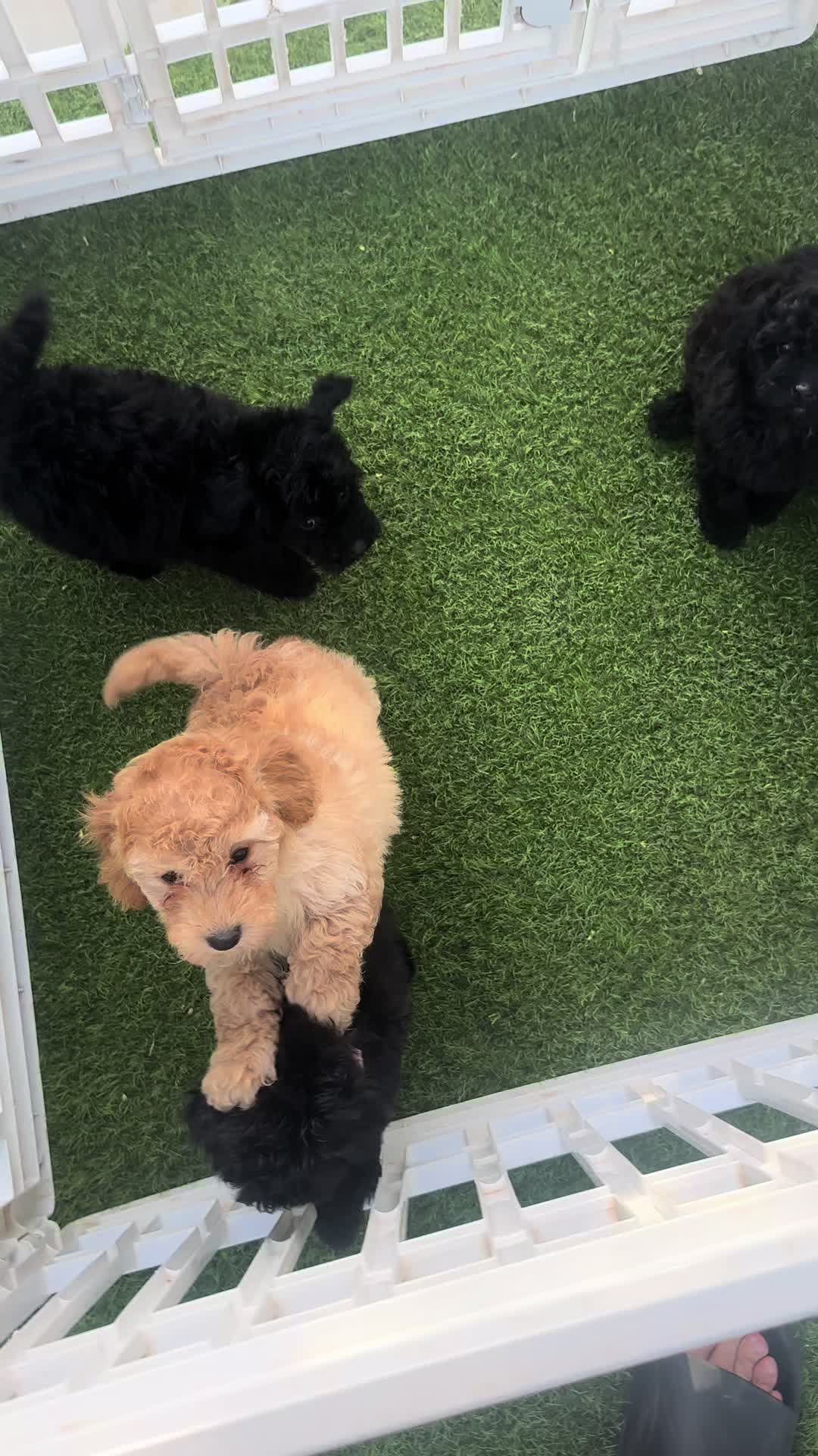 @Mascotas ,cachorritos bonitos