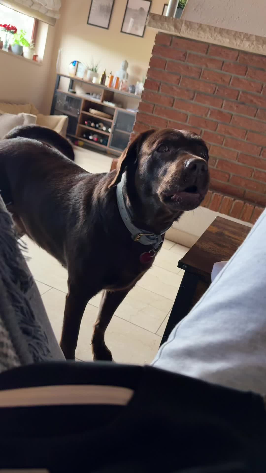 @Nala_thechocolab