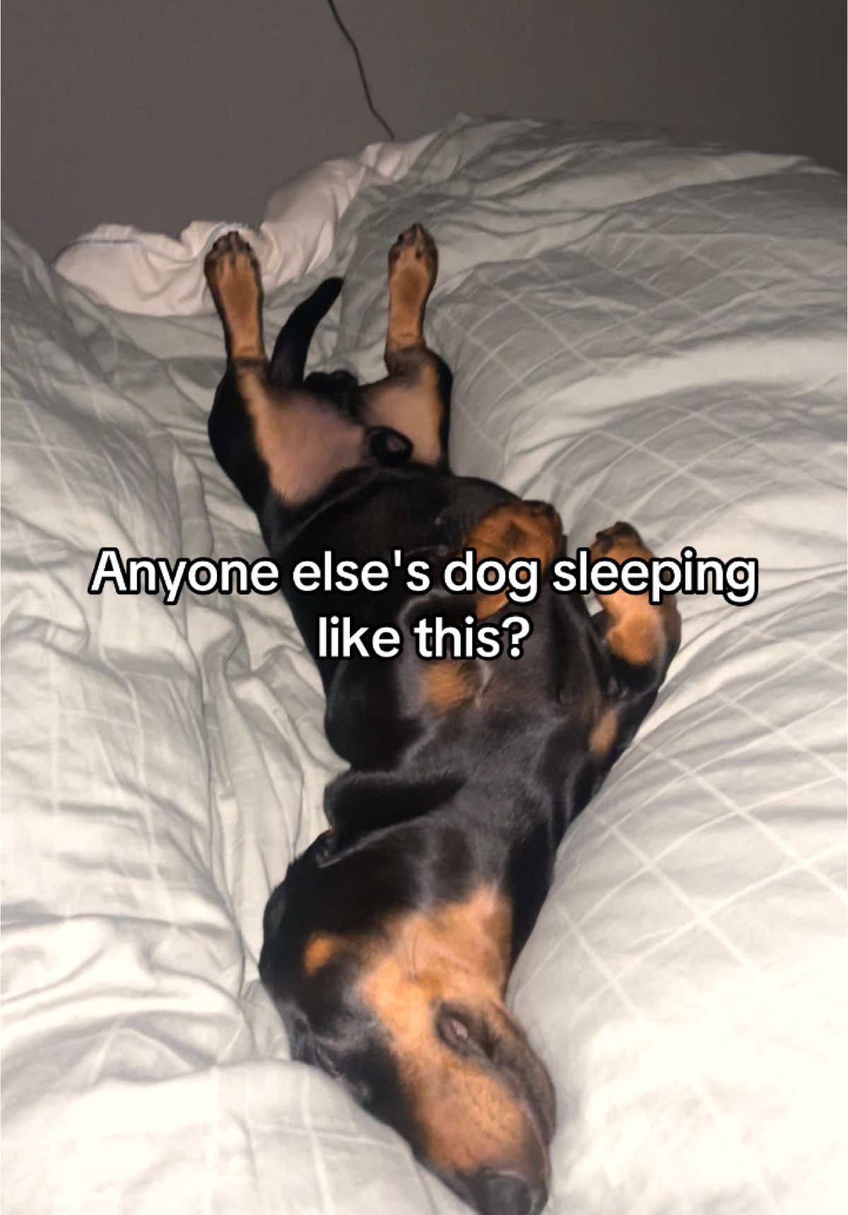 @Nils The Mini Dachshund     🌭