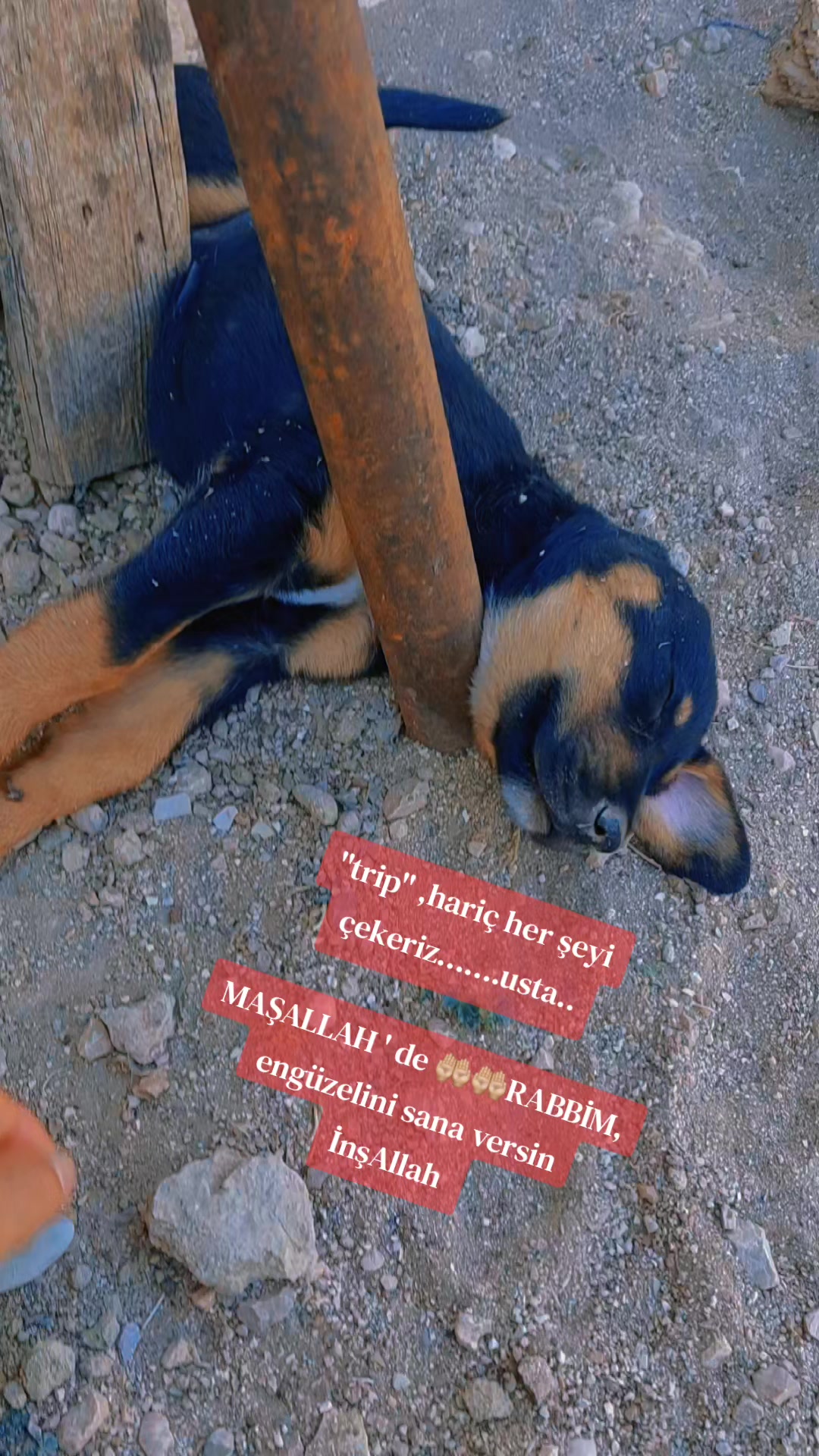 @Yusuf Gün493