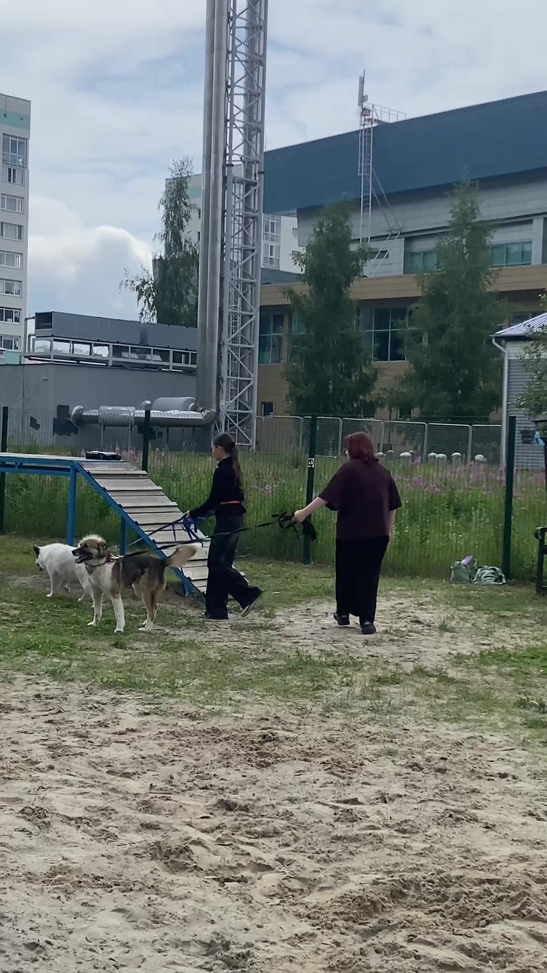 @Ульяна о собаках