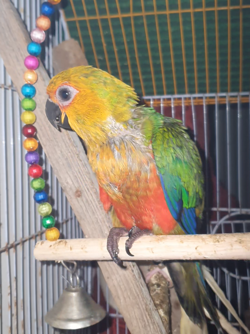 @B for birds