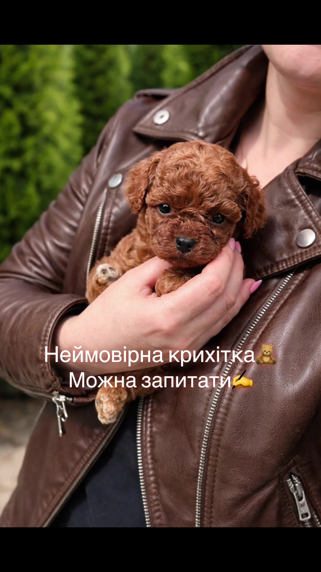 @toypoodlemaltipoo_puppie