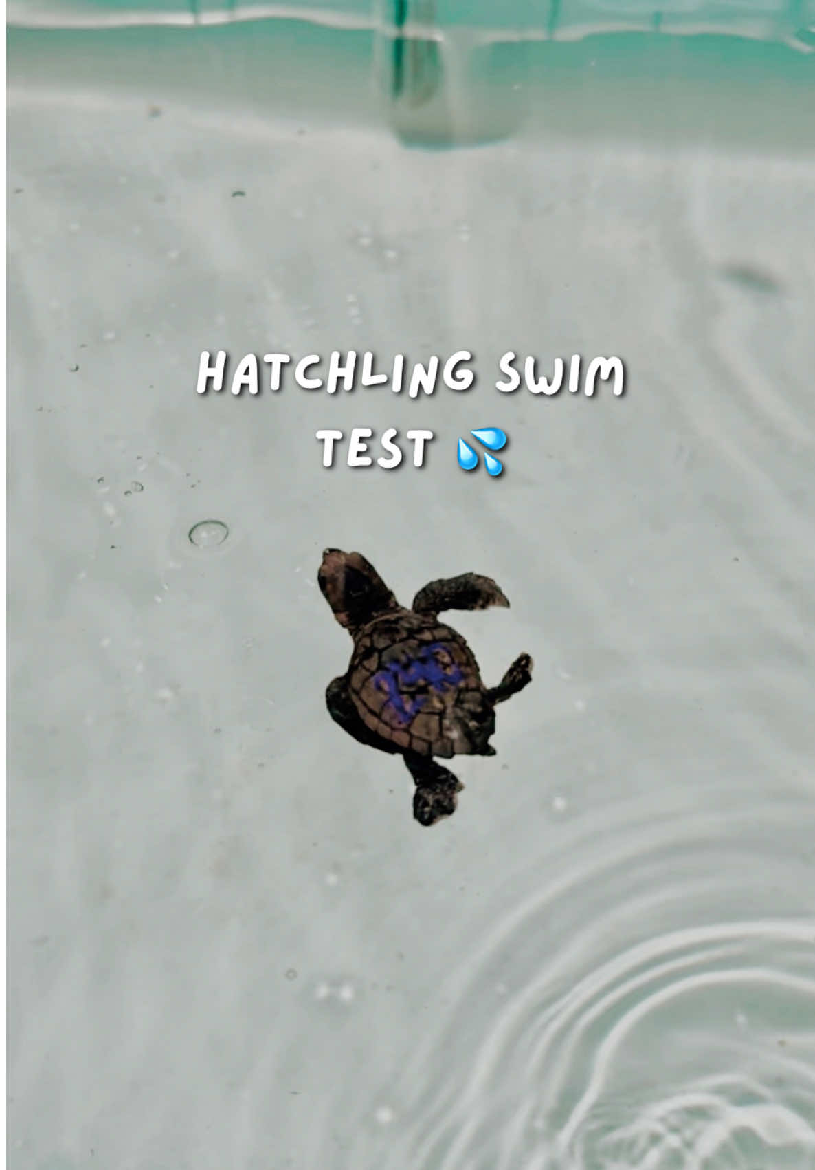 @The Turtle Hospital
