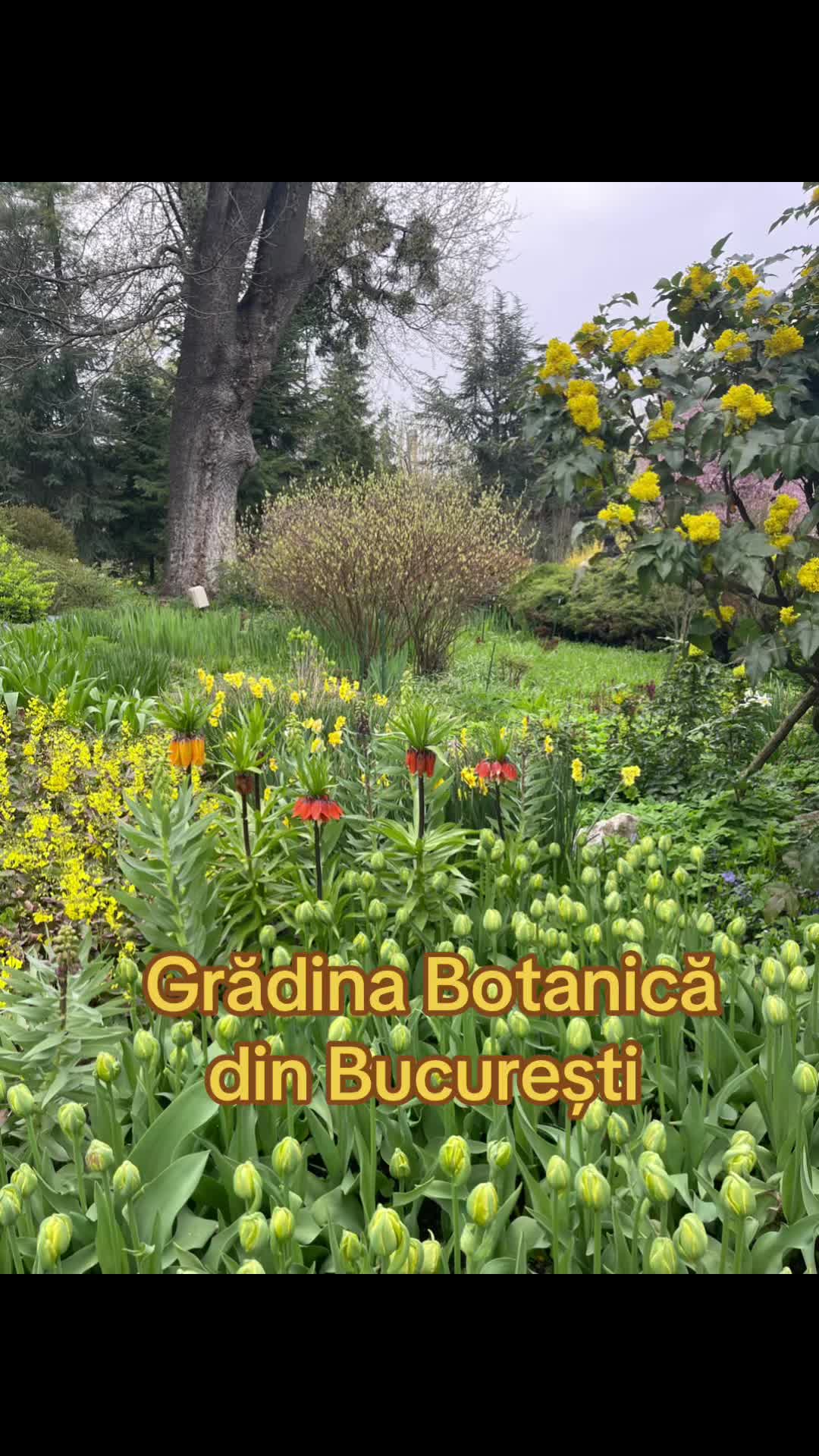 @Gabriel Avramovici