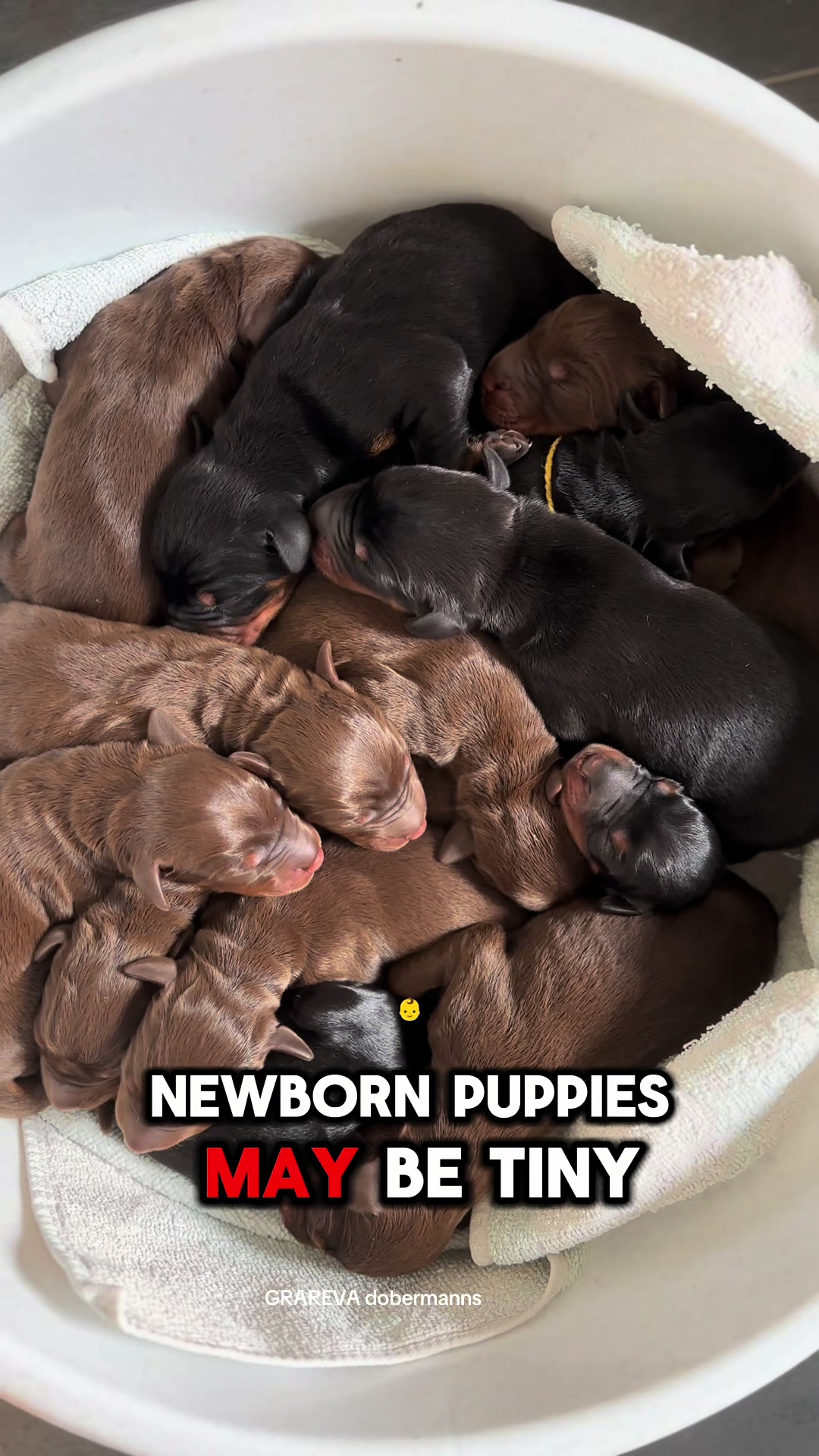 @GRAREVA dobermanns