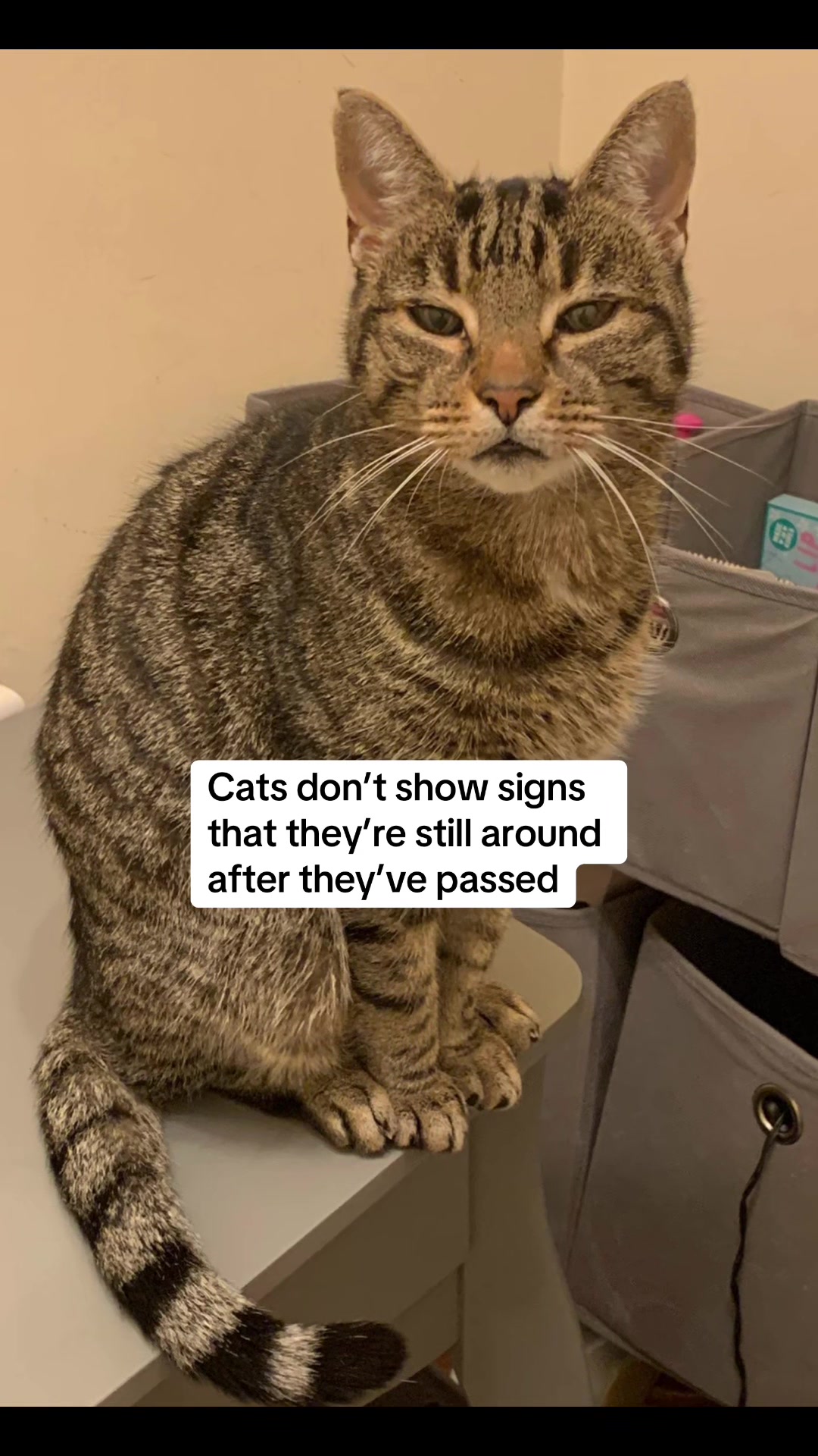 @😺Timothythecat0😺