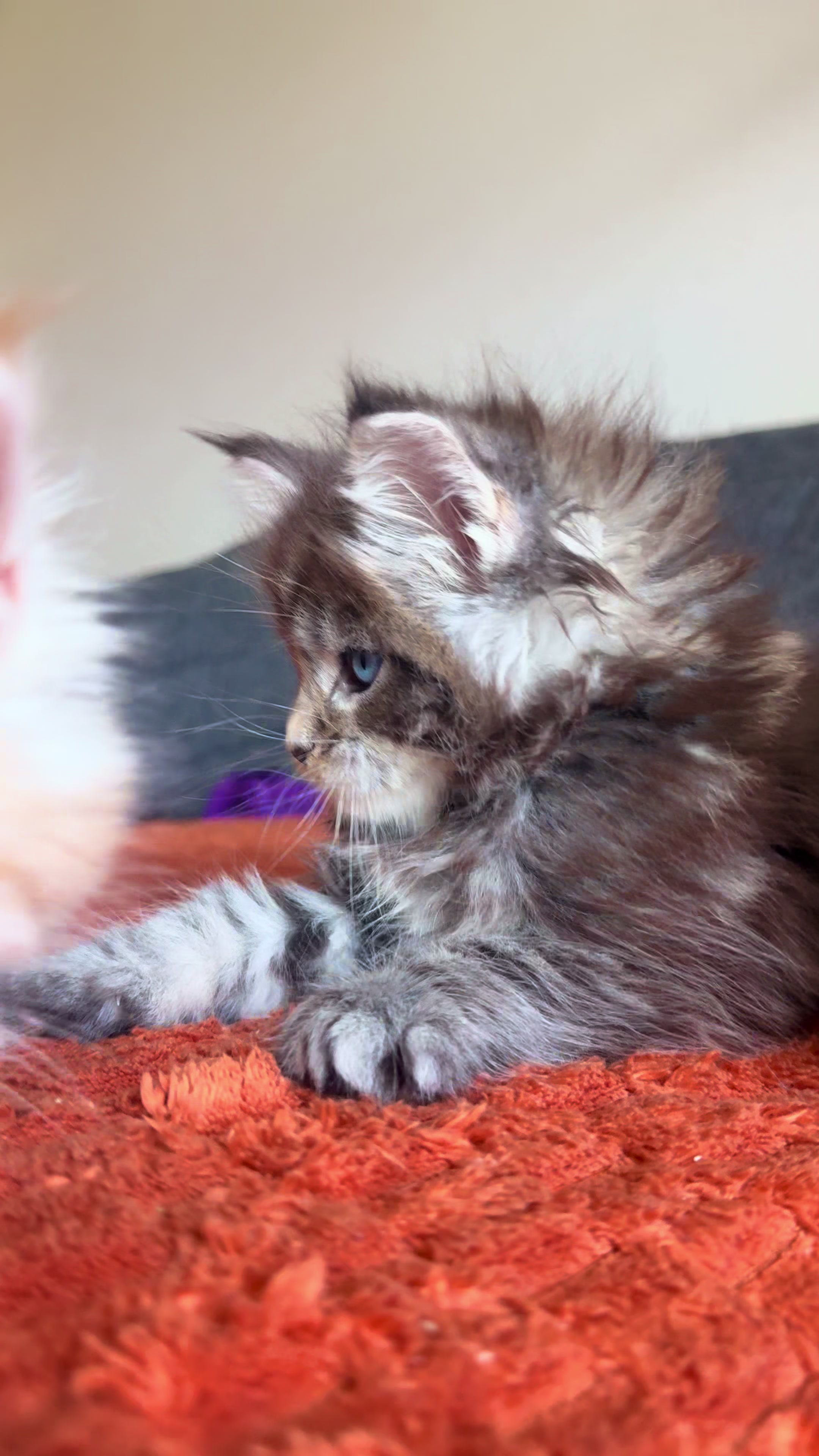 @WilderRegenbogenMaineCoon