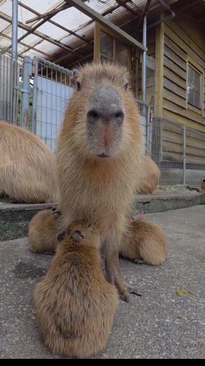 @Capybarabaramedia