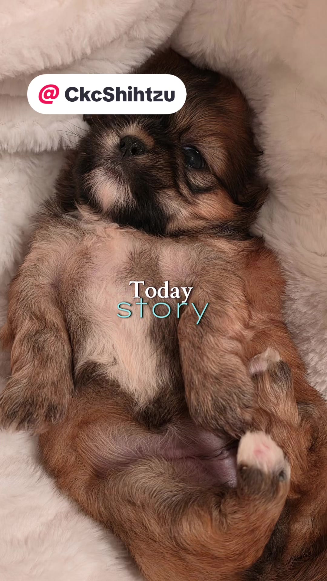 @Twilight Shih Tzu
